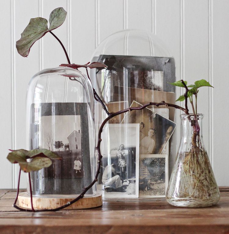 Deux cloches en verre avec des photos vintage en noir et blanc à l'intérieur, et une plante grimpante dans une bouteille