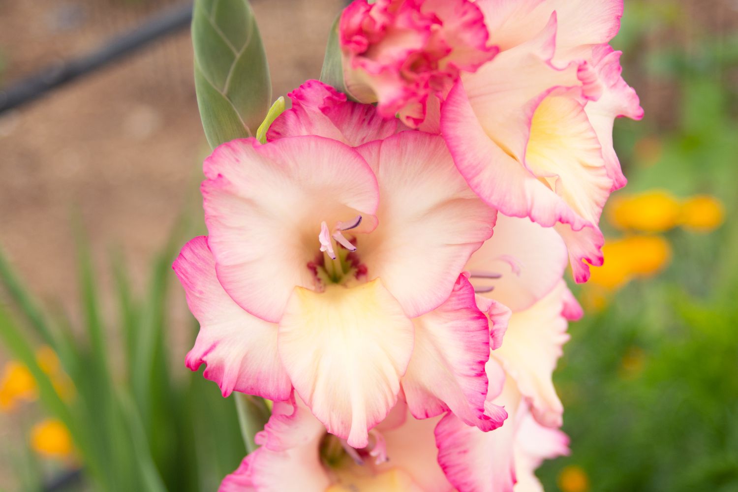 Gladiolus plant with large trumpet-like cream and pink colored flowers closeup