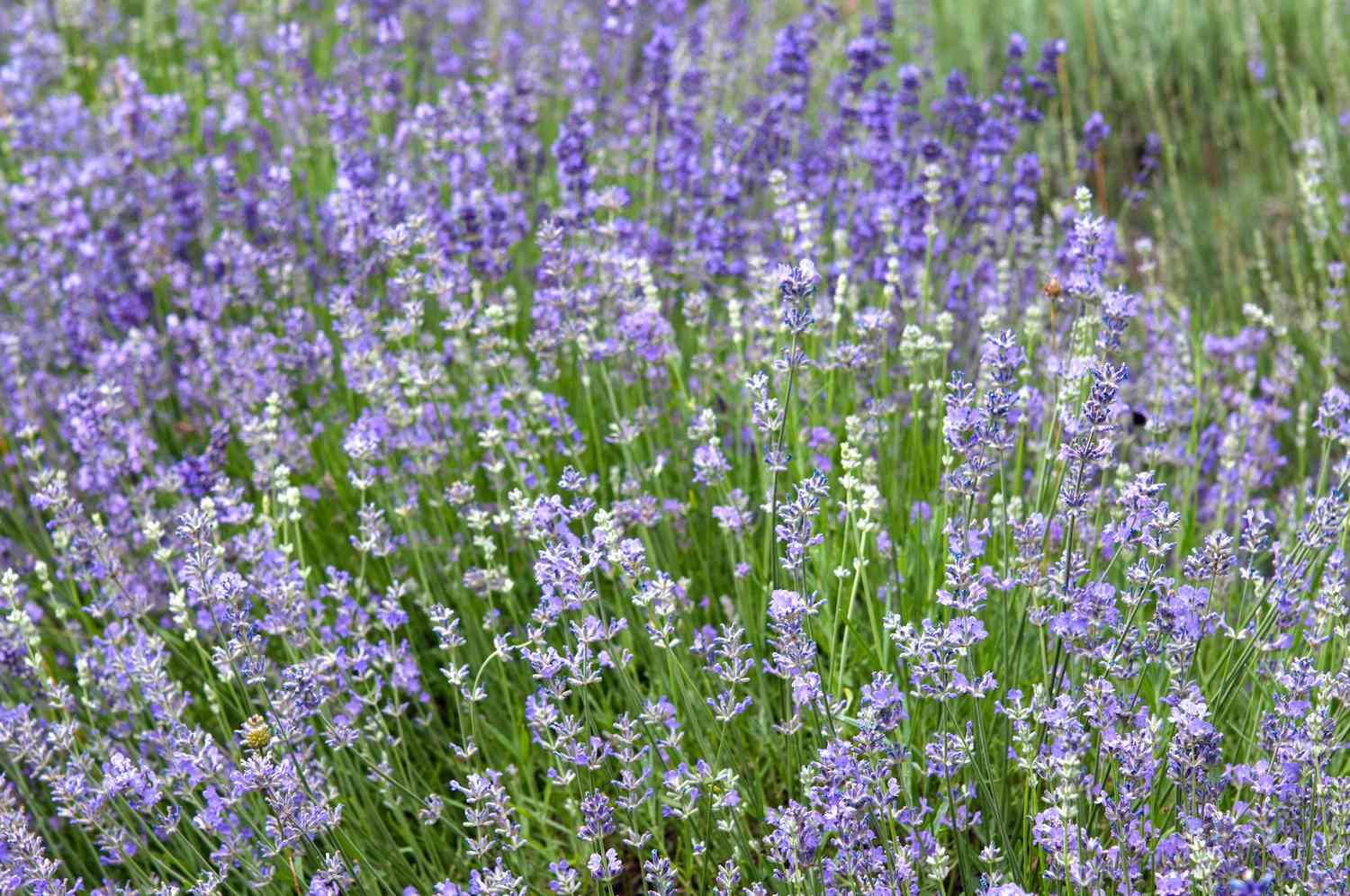 Munstead-Lavendelpflanze mit violetten und weißen Blüten an dünnen Stängeln