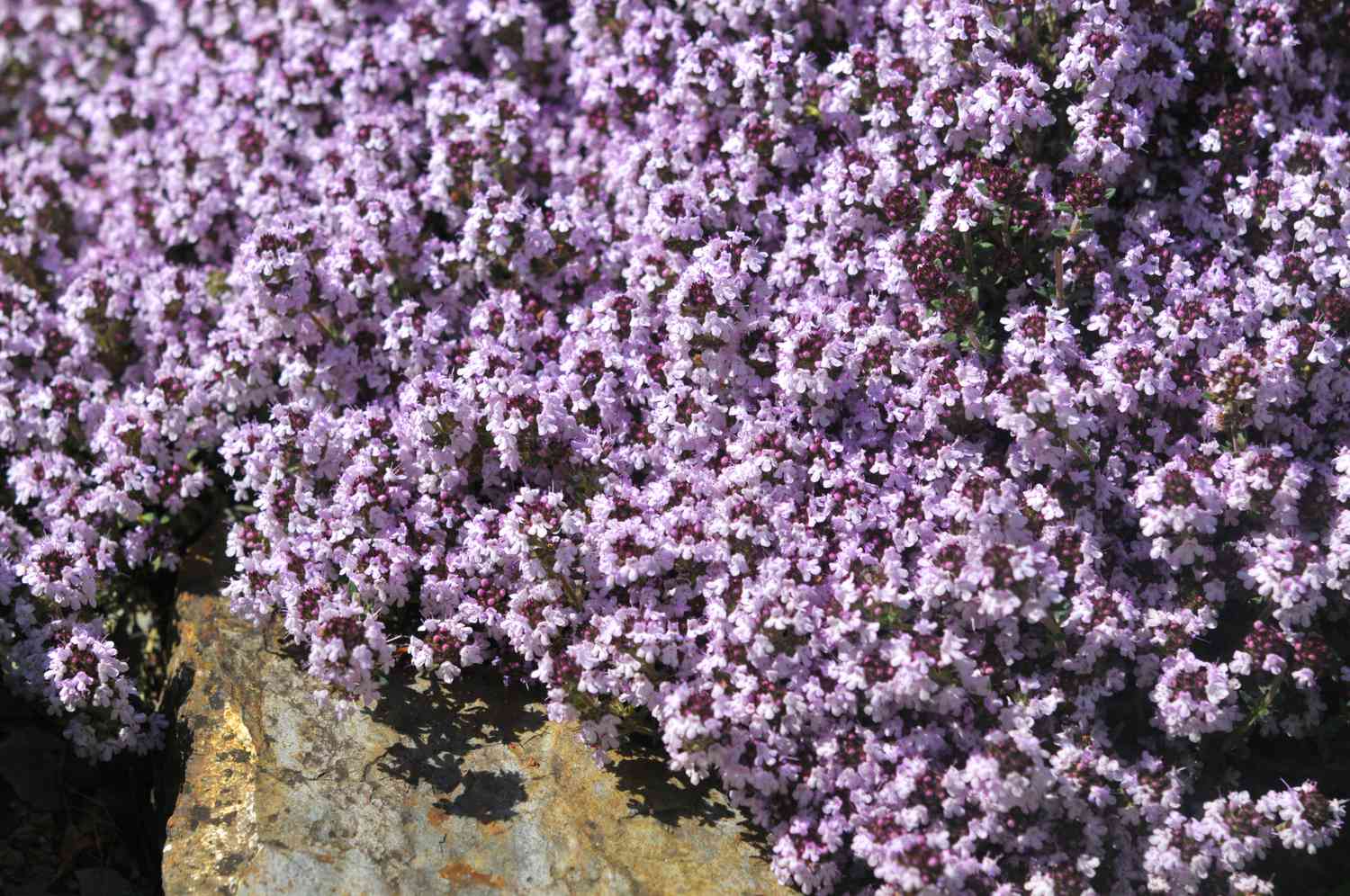 Tomilho rasteiro com pequenas flores cor-de-rosa agrupadas perto de rochas