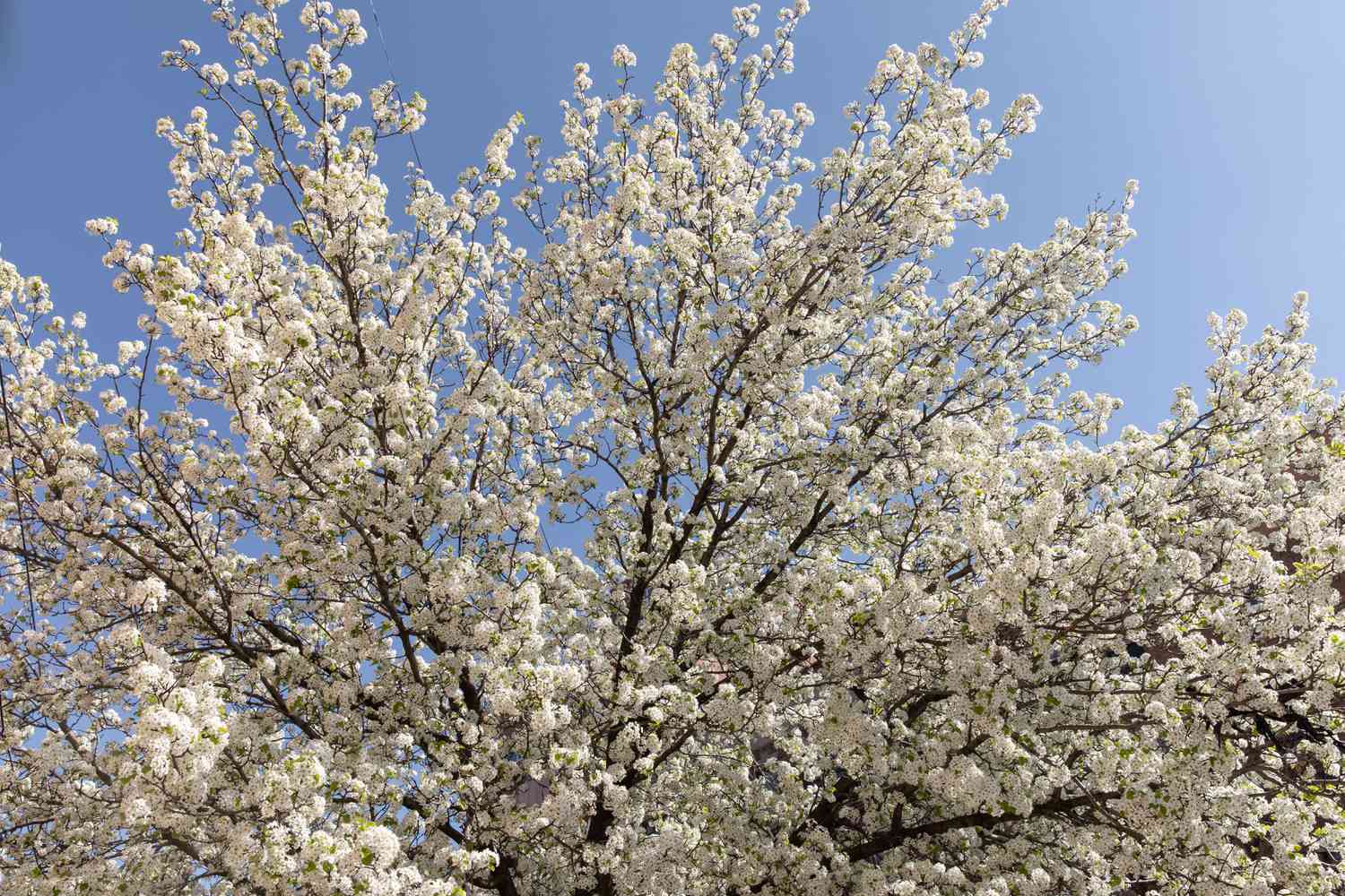 Kalley-Birnenbaum mit ausgestreckten Ästen mit weißen Blüten vor blauem Himmel