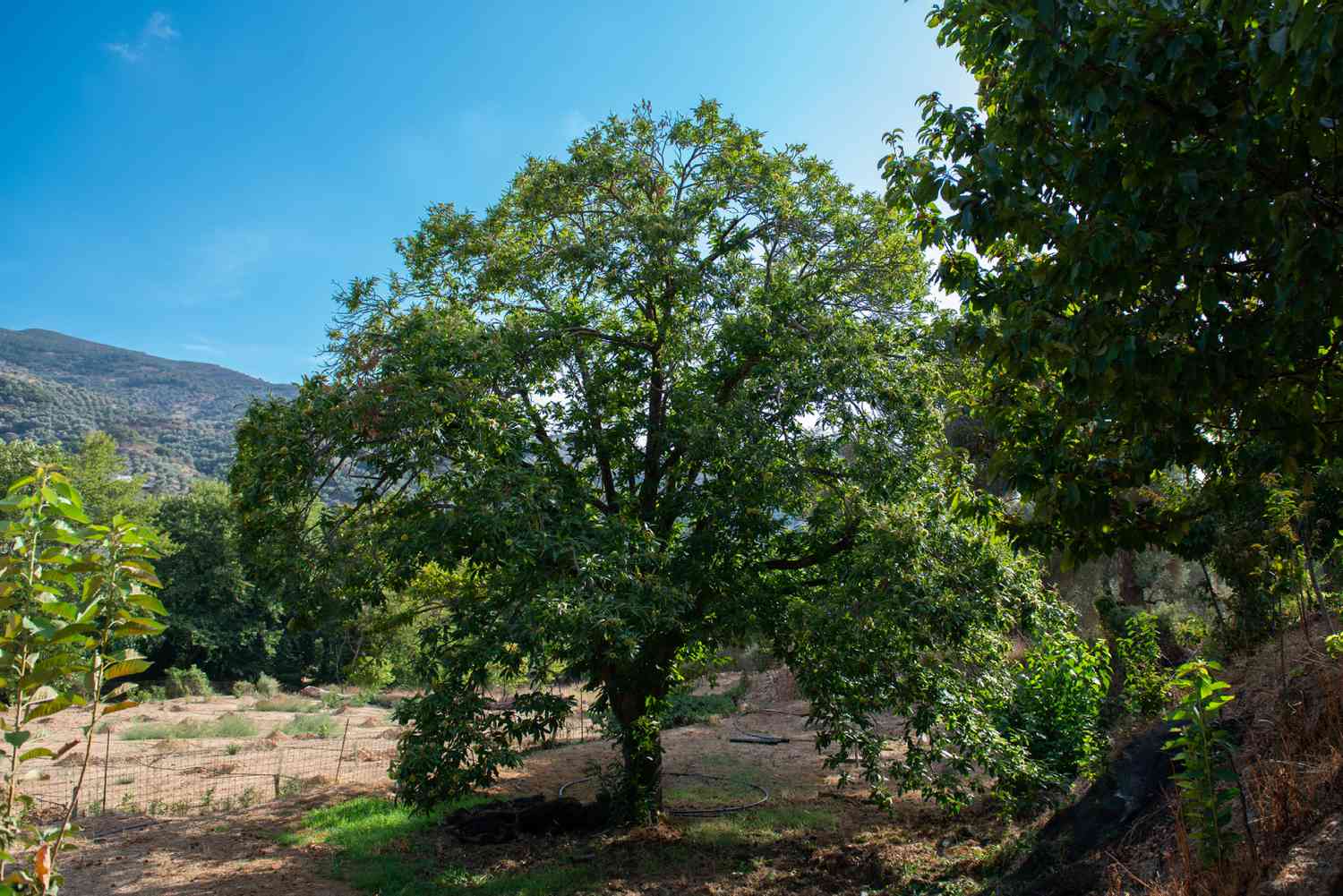 Chinesisches Kastanienbaumnest zu Gartenackerbau