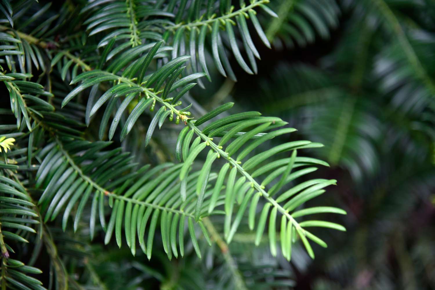 Japanese plum yew shrub branch with long needle-like leaves closeup