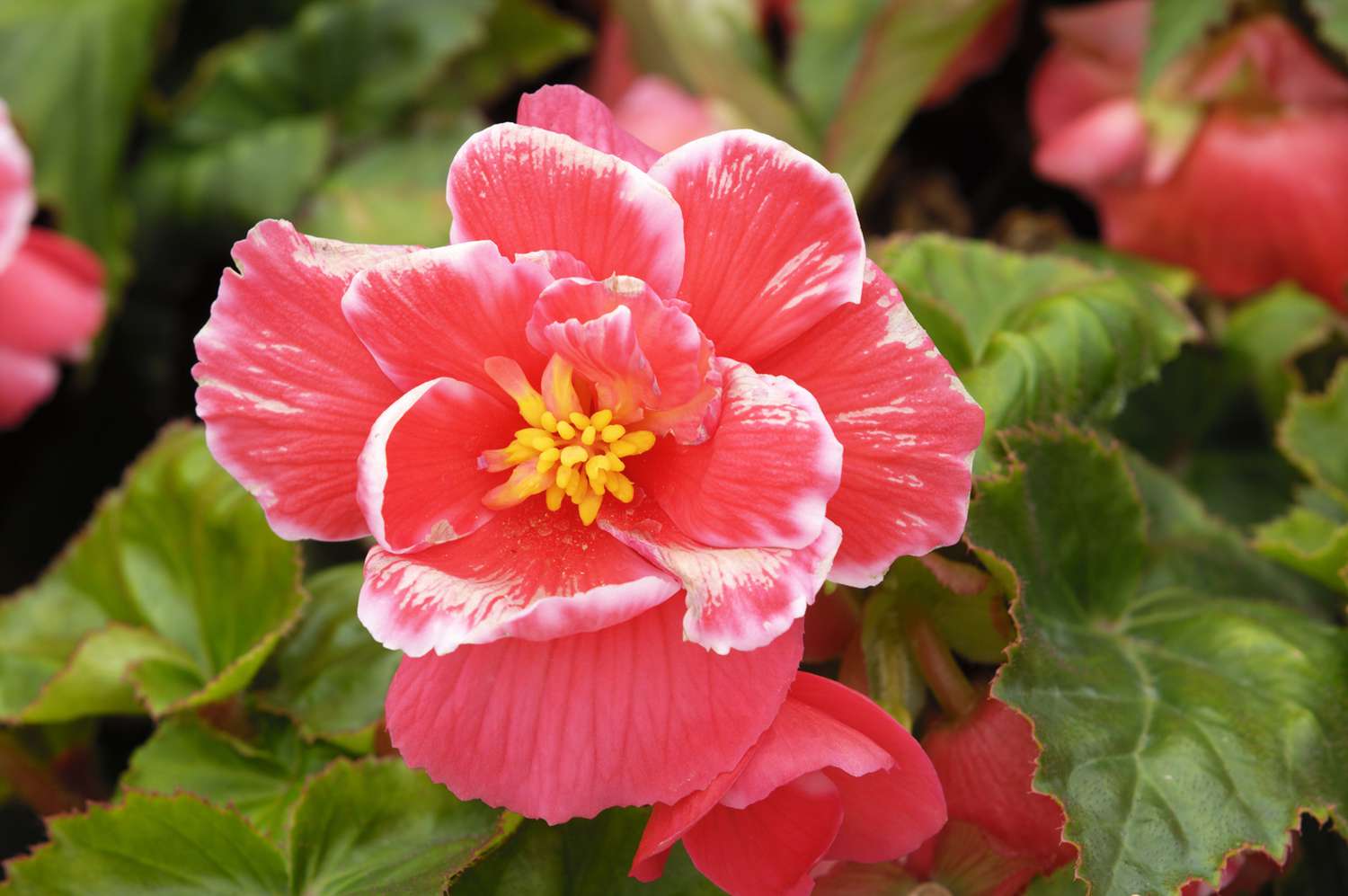 Tuberous Begonia