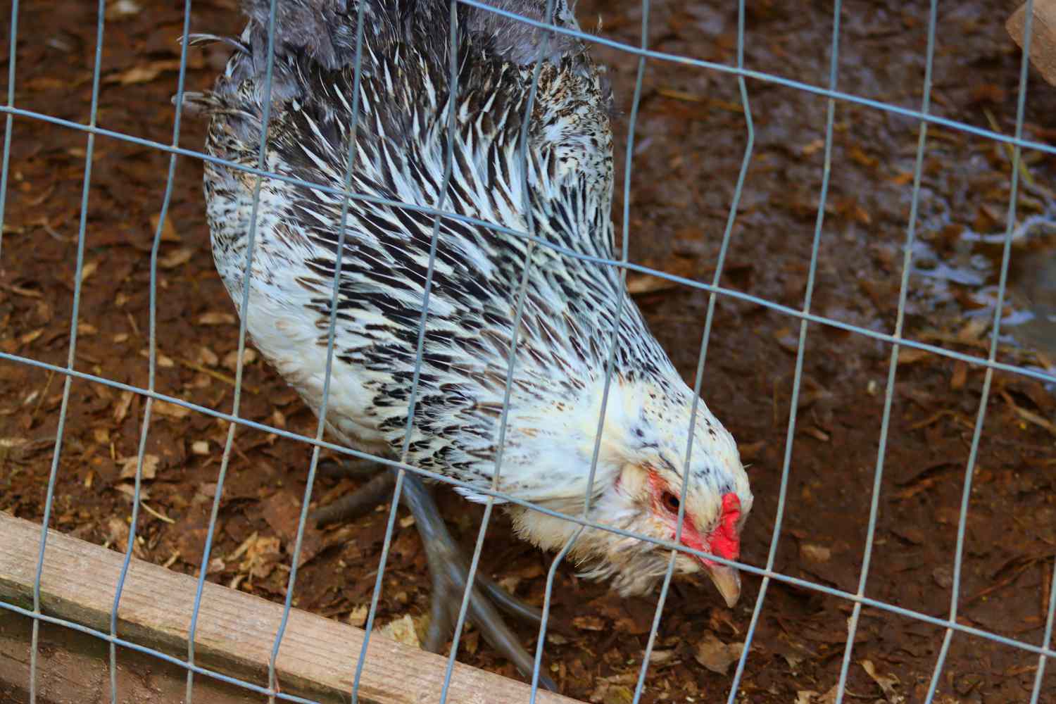 Weißes und schwarzes Huhn hinter Hühnerdrahtzaun 