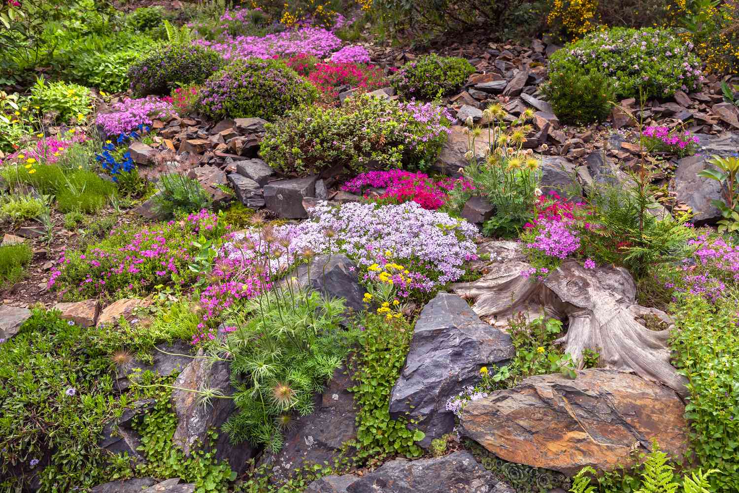 Steingarten mit kleinen blühenden trockenheitsresistenten Pflanzen