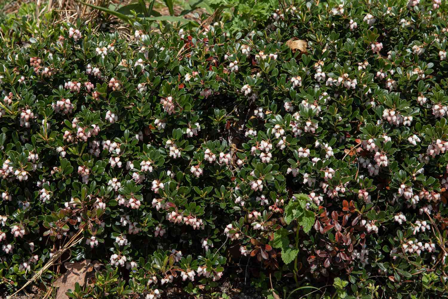 Bärentrauben-Unterstrauch mit kleinen weißen Blüten im Sonnenlicht