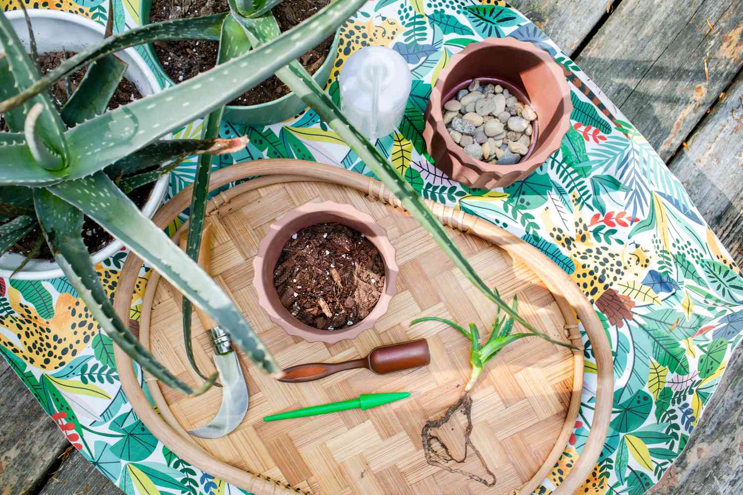 Matériel et outils pour propager une plante d'aloe vera sur un plateau en osier et une housse de table sur le thème de la jungle