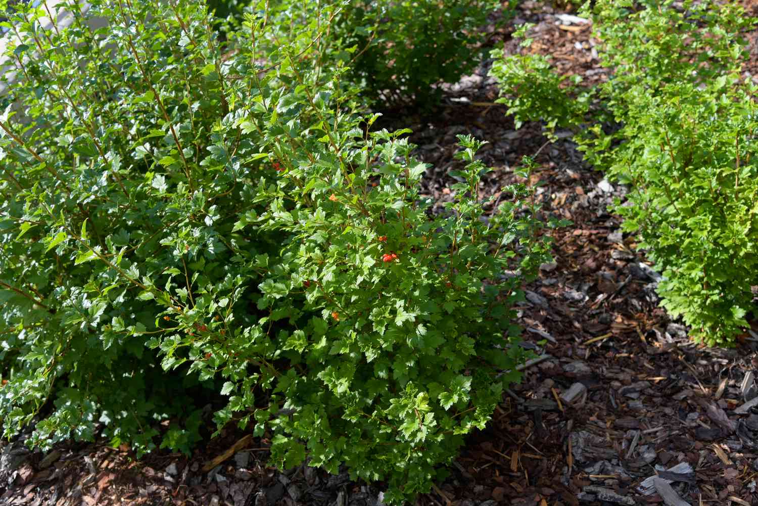 Alpenjohannisbeersträucher mit dichtem Laub, umgeben von Mulch im Garten