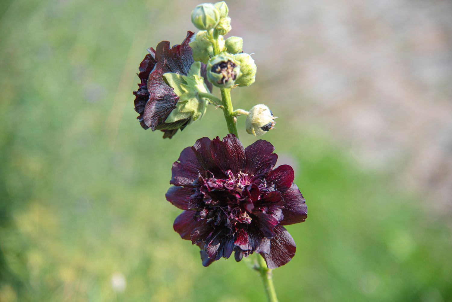 Schwarze Stockrosen mit dunklen Blüten und kleinen runden Knospen am Stängel, Nahaufnahme