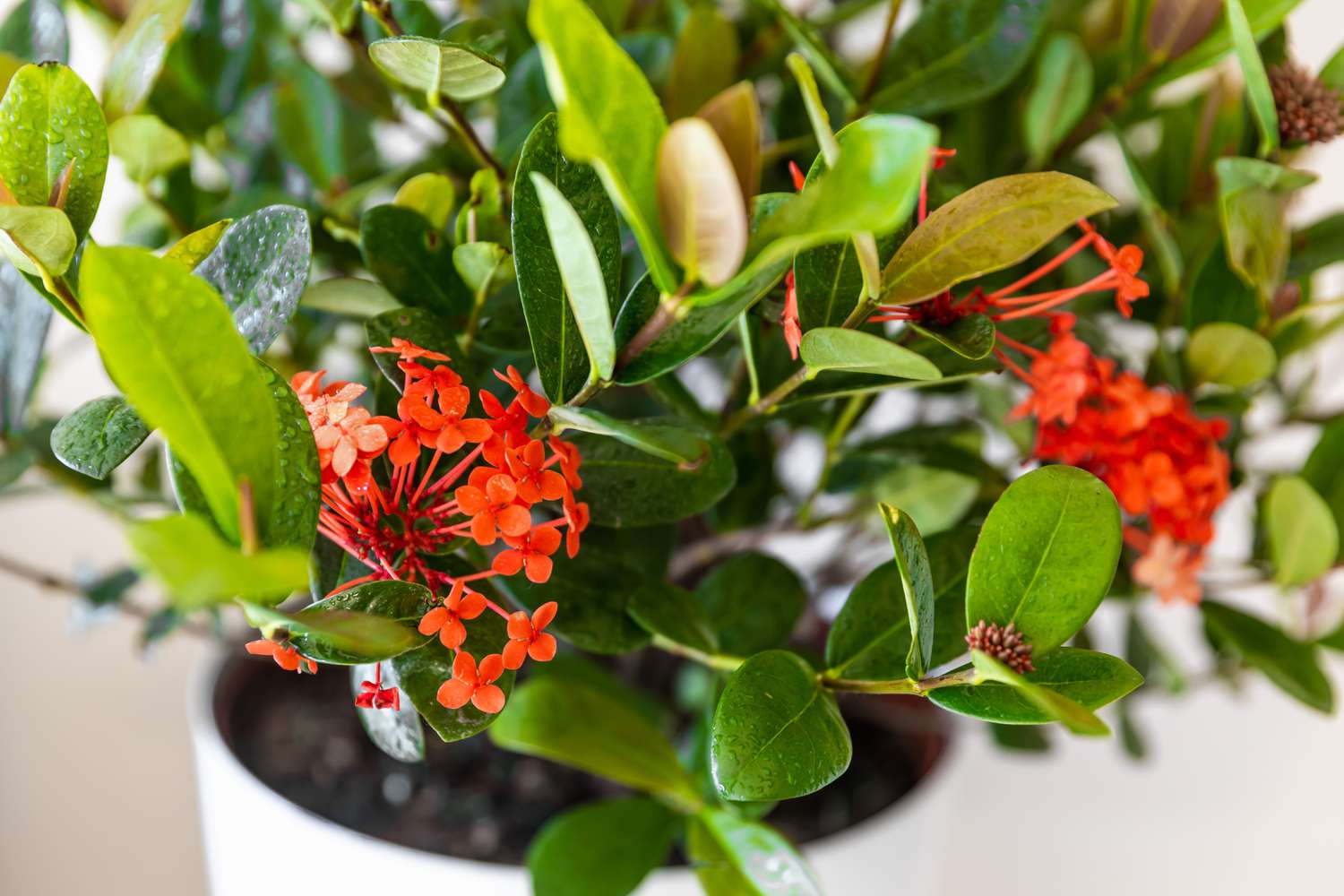 Ixora-Pflanze im Topf mit roten Blüten und Knospen in Nahaufnahme
