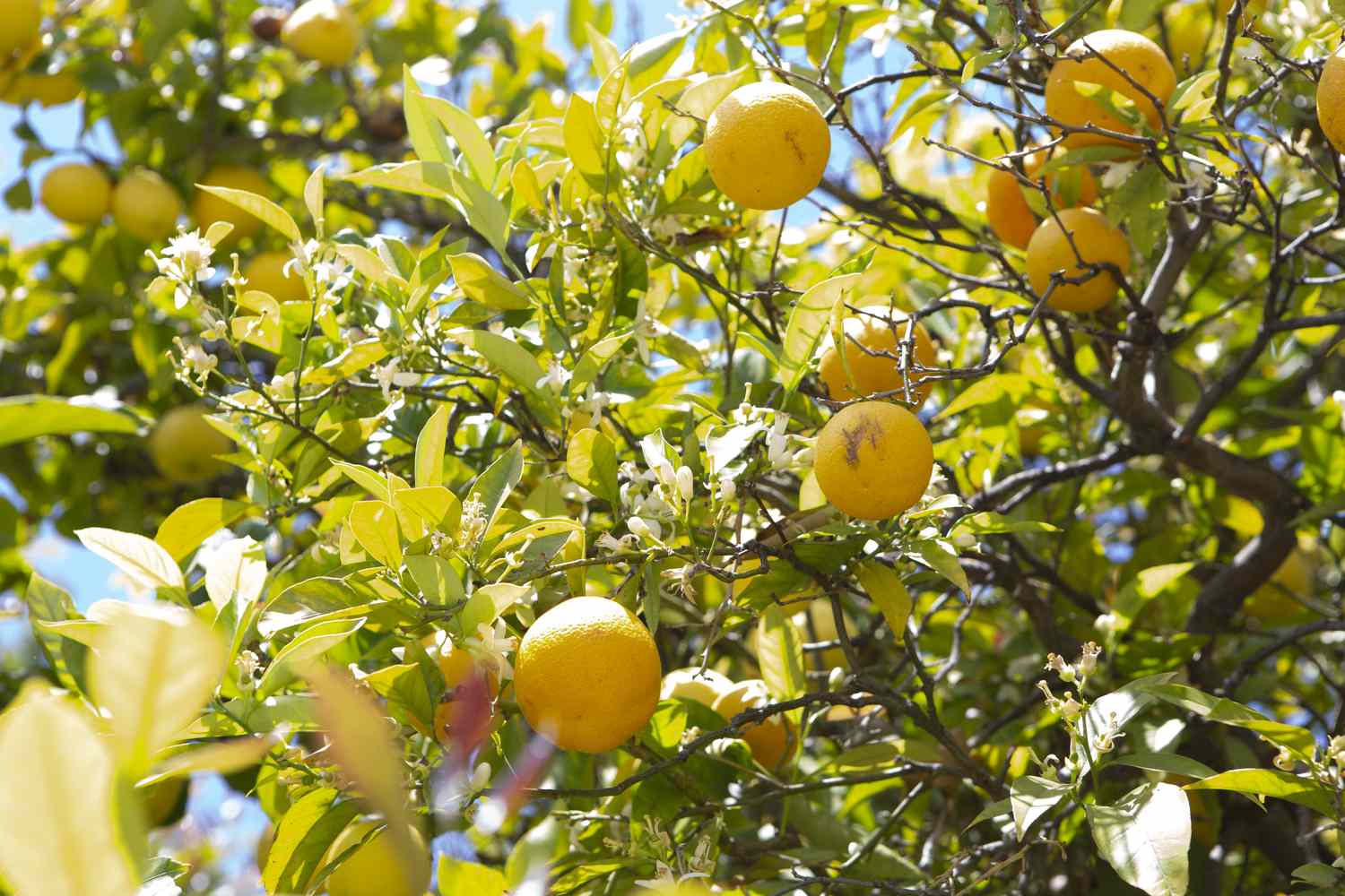 Lissabonner Zitronenbaumzweige mit gelben Zitronen und Blättern im Sonnenlicht