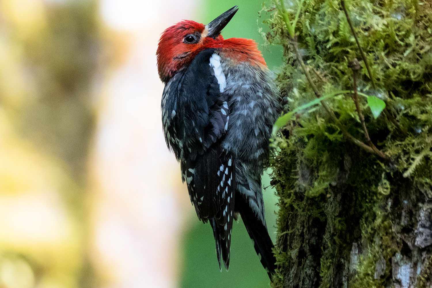 Pájaro carpintero de pecho rojo sentado entre las hojas