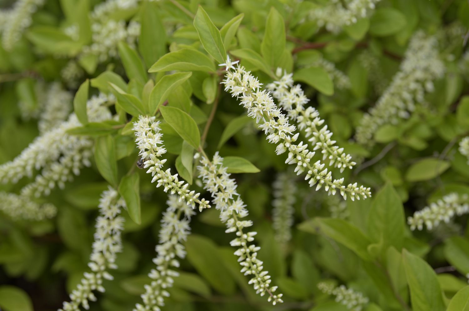 Virginia sweetspire plant with white cylindrical drooping flowers on end of branches closeup