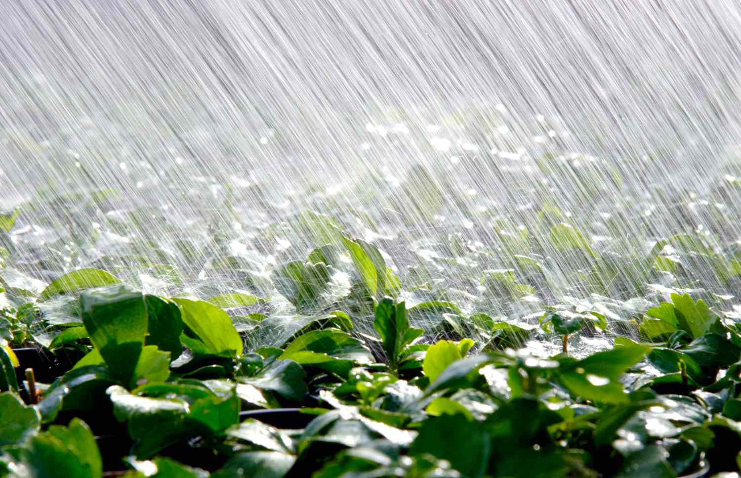 Teilweise starker Sprinklerregen auf einem Feld mit Pachysandra