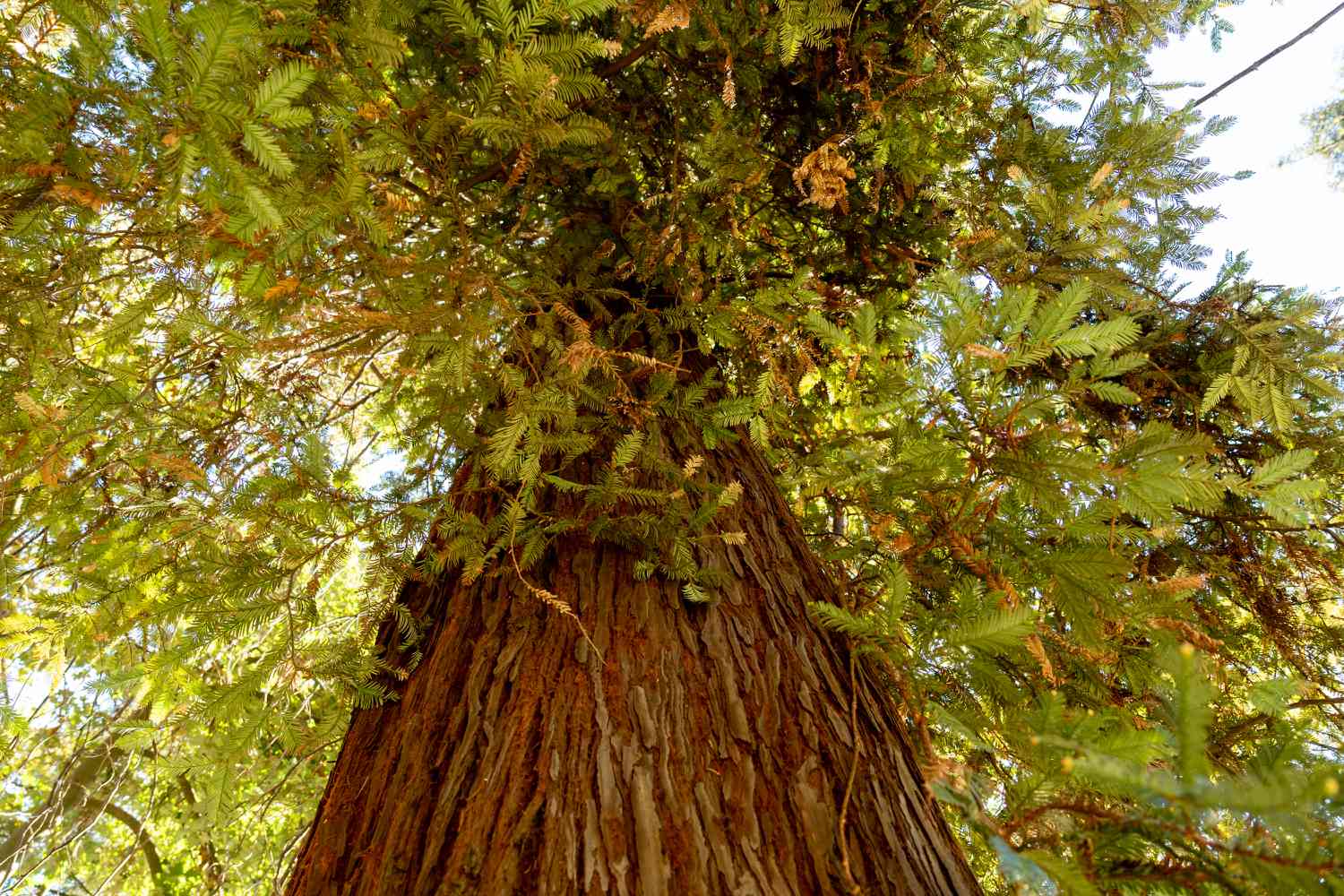 Séquoia de la côte avec un tronc haut et épais entouré de branches