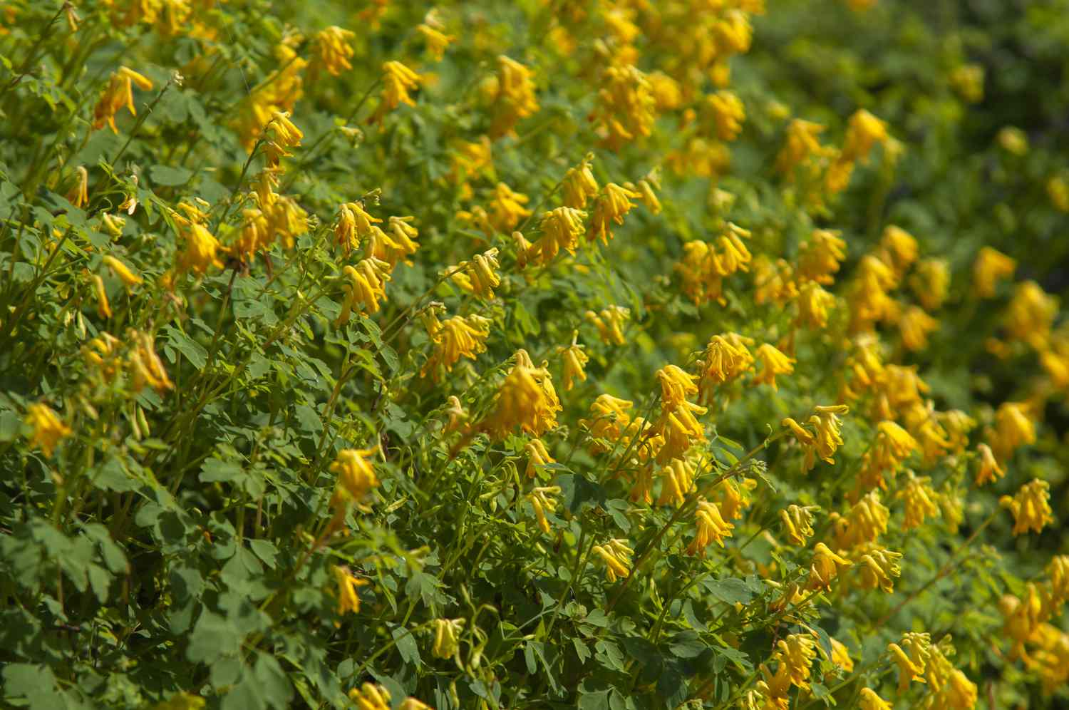 yellow corydalis