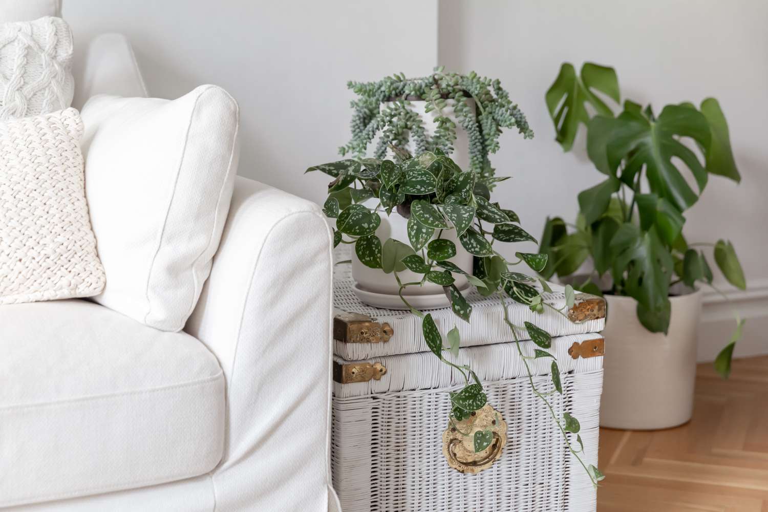 Plantas de interior colgando sobre caja de mimbre blanca en macetas claras cerca de sofá blanco