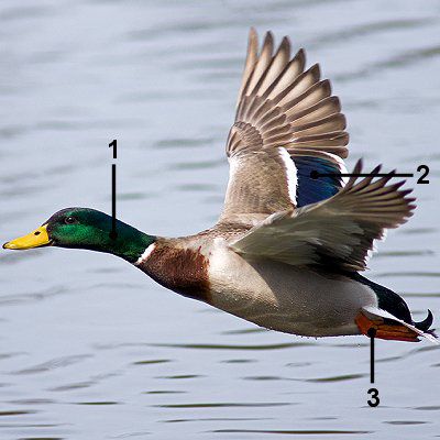 Pato-real macho em voo com marcadores de identificação.