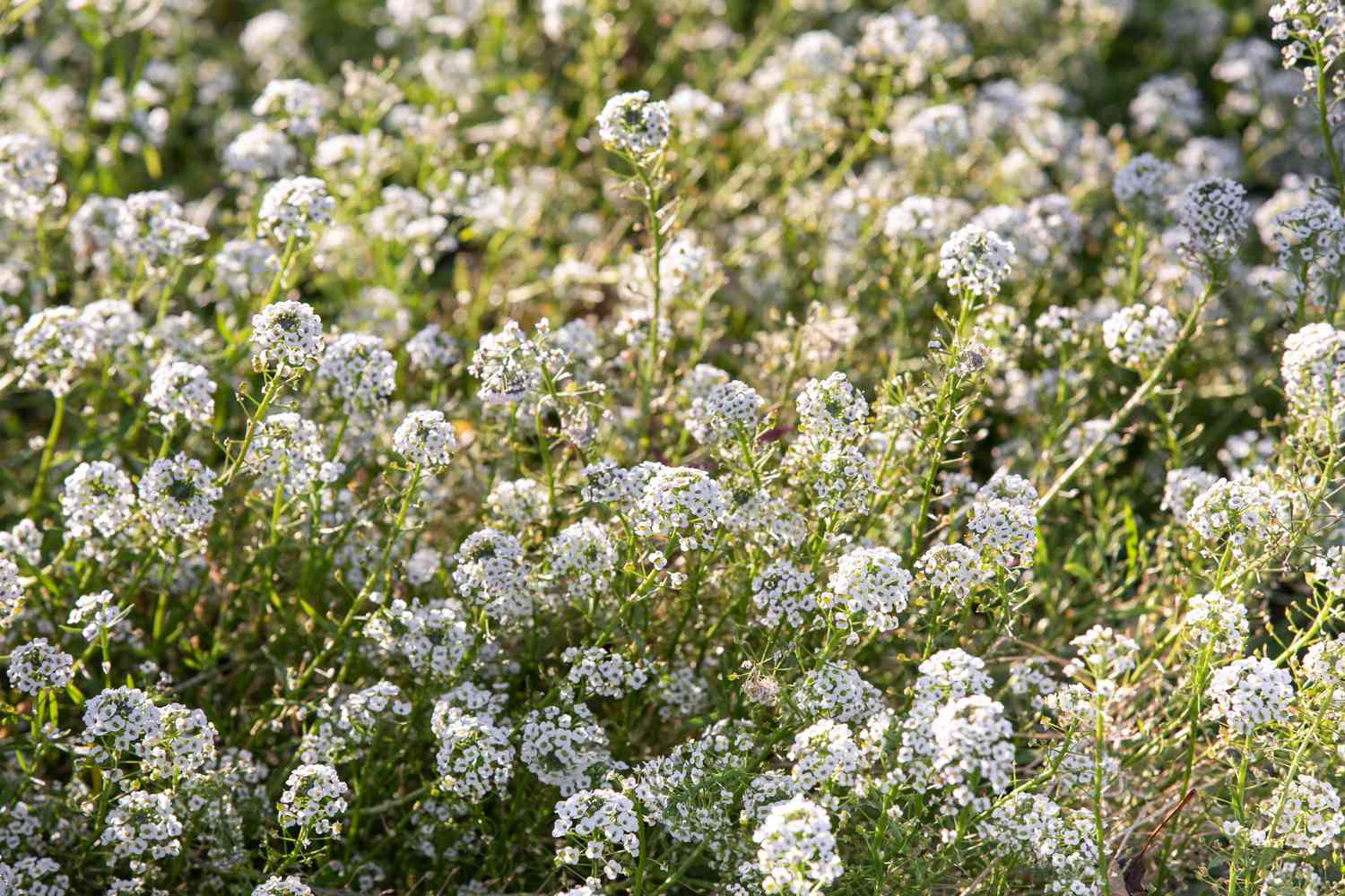 Süßer Alantstrauch mit weißen Blüten im Sonnenlicht