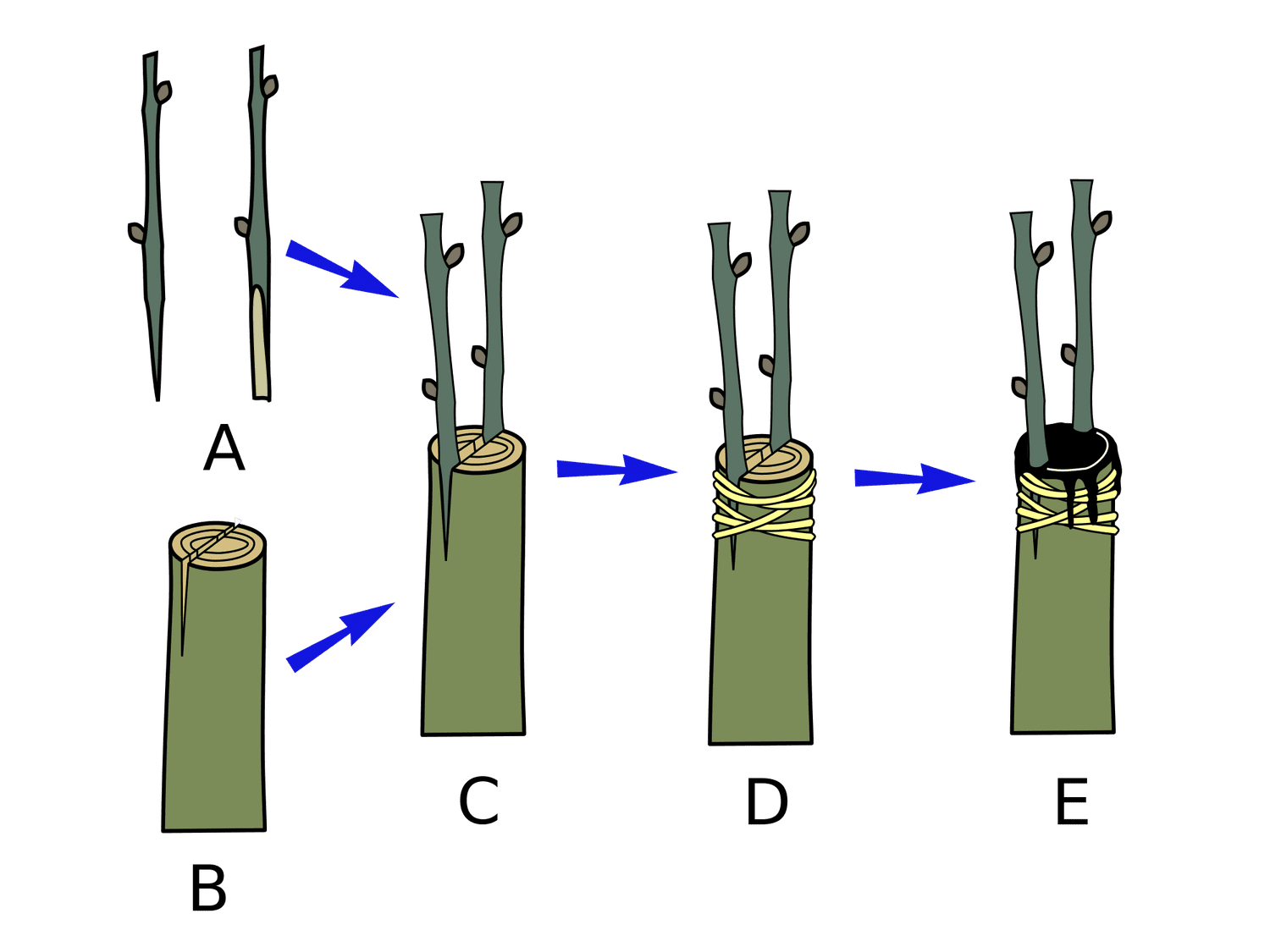 Spaltentransplantat