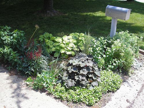 Shady Mailbox Garden