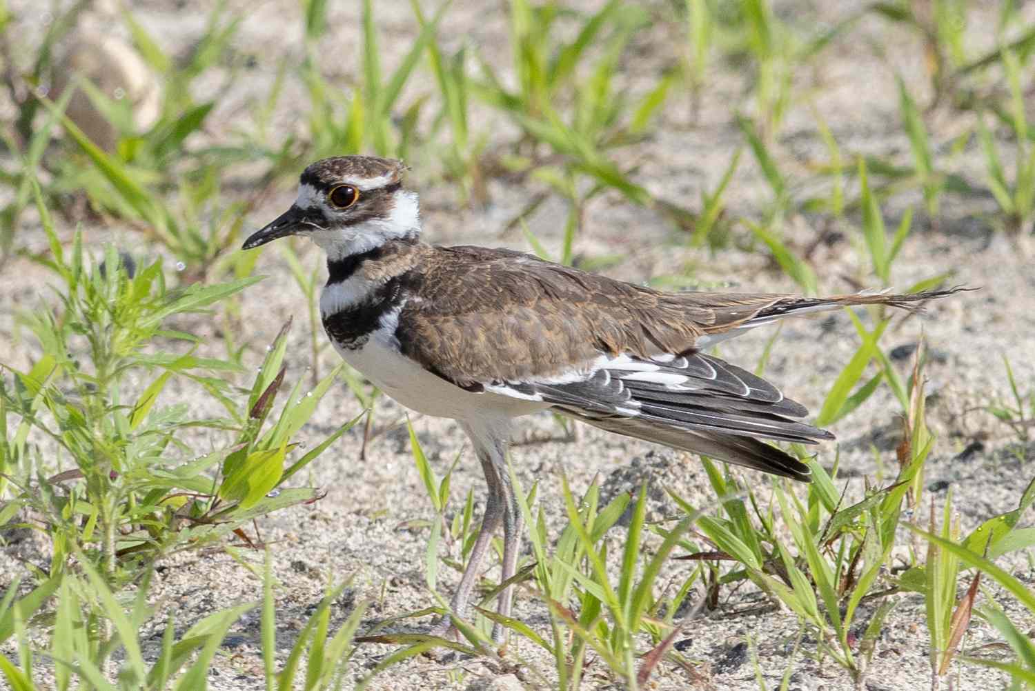 Killdeer in freier Wildbahn