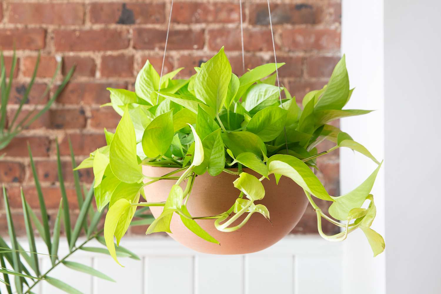 Neon pothos hanging from a planter
