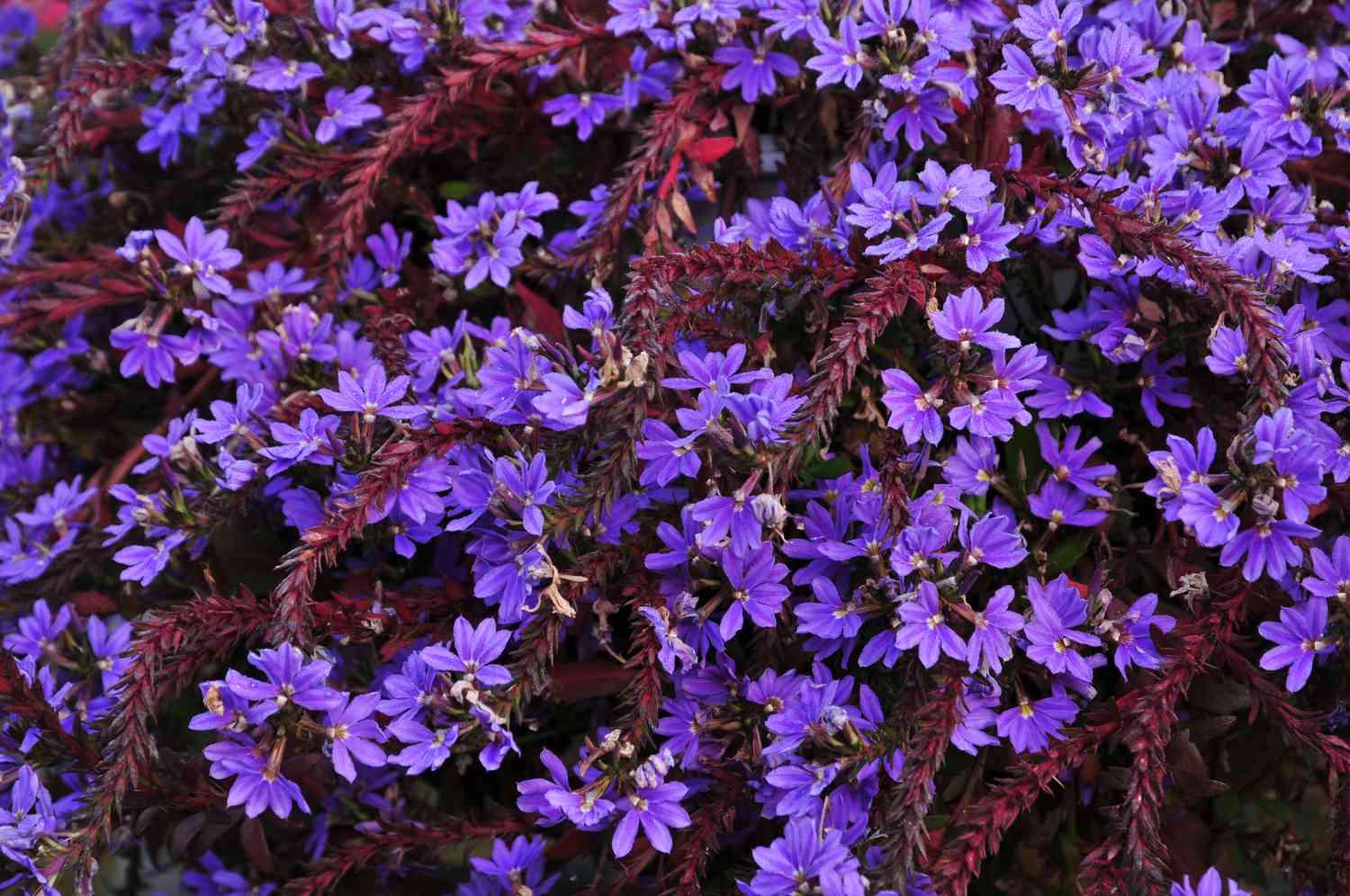 Scaevola-Pflanze mit dunkelroten Hüllblättern und hellvioletten Blüten