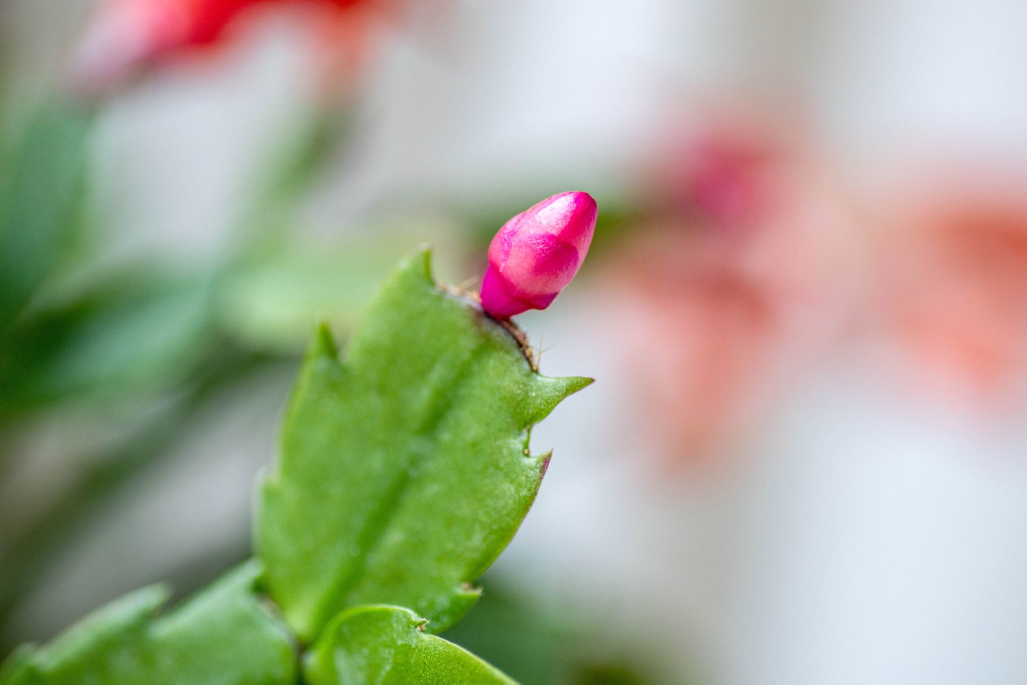 Rama de cactus de Acción de Gracias con capullo rosa de cerca