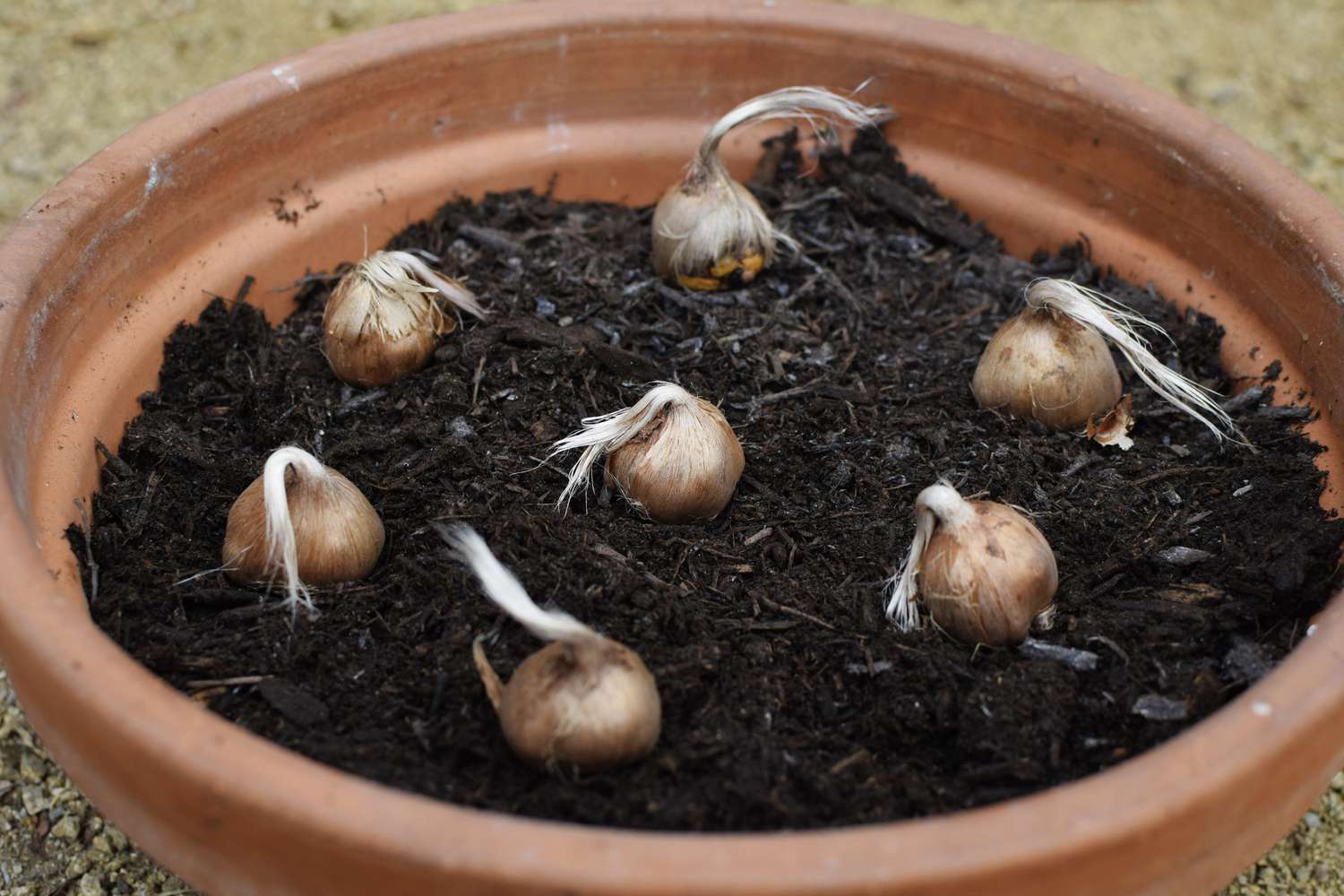 Safrankrokus-Kräuterzwiebeln in einem runden Topf mit frischer Erde