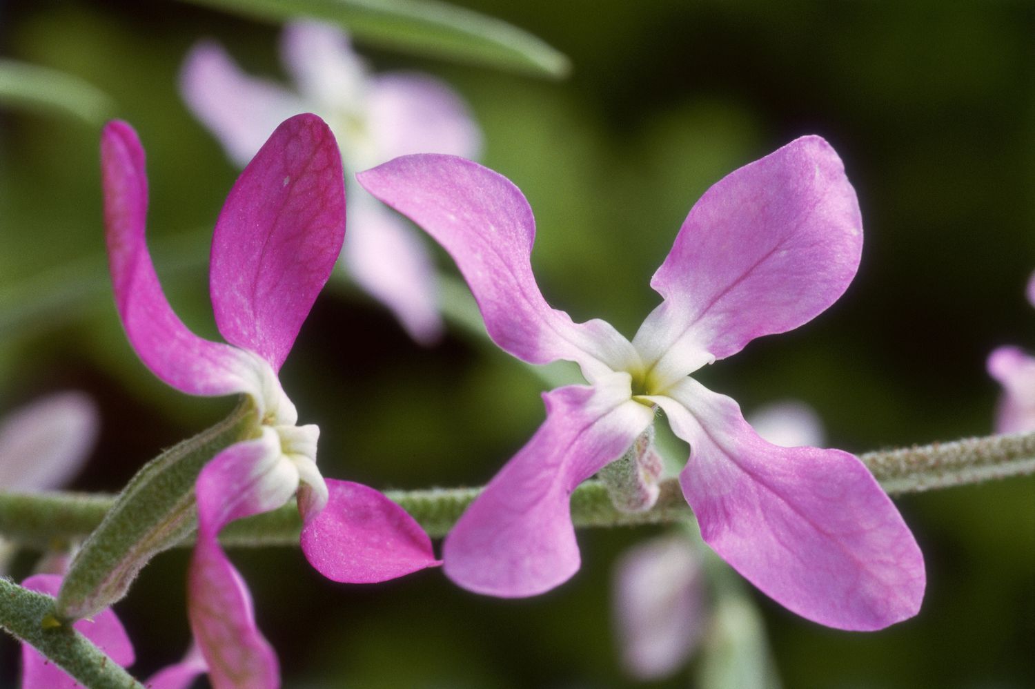 Caldo de olor nocturno (Matthiola longipetala bicornis)