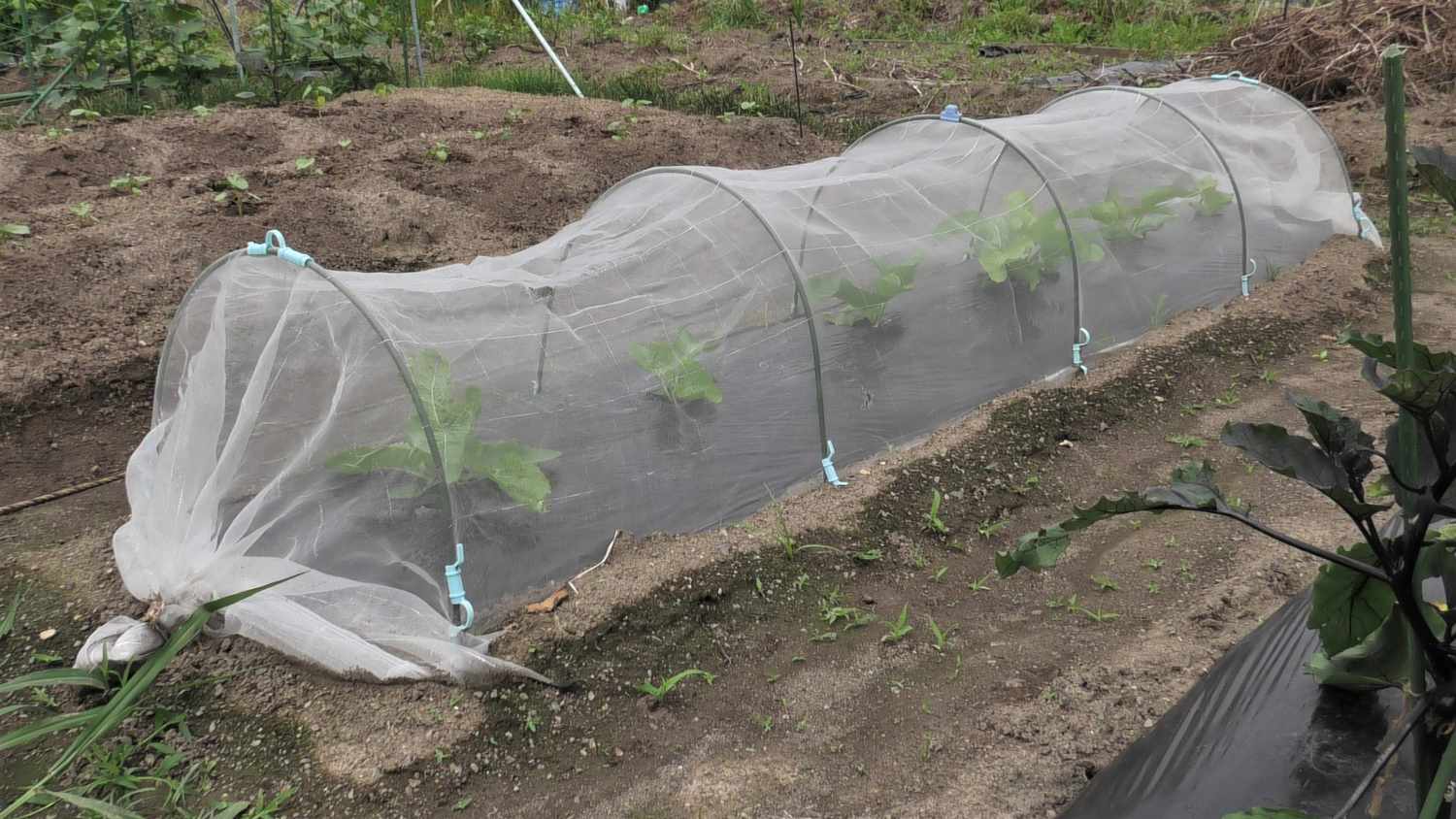 Un túnel alto protege las plantas hortícolas contra los gusanos de la raíz