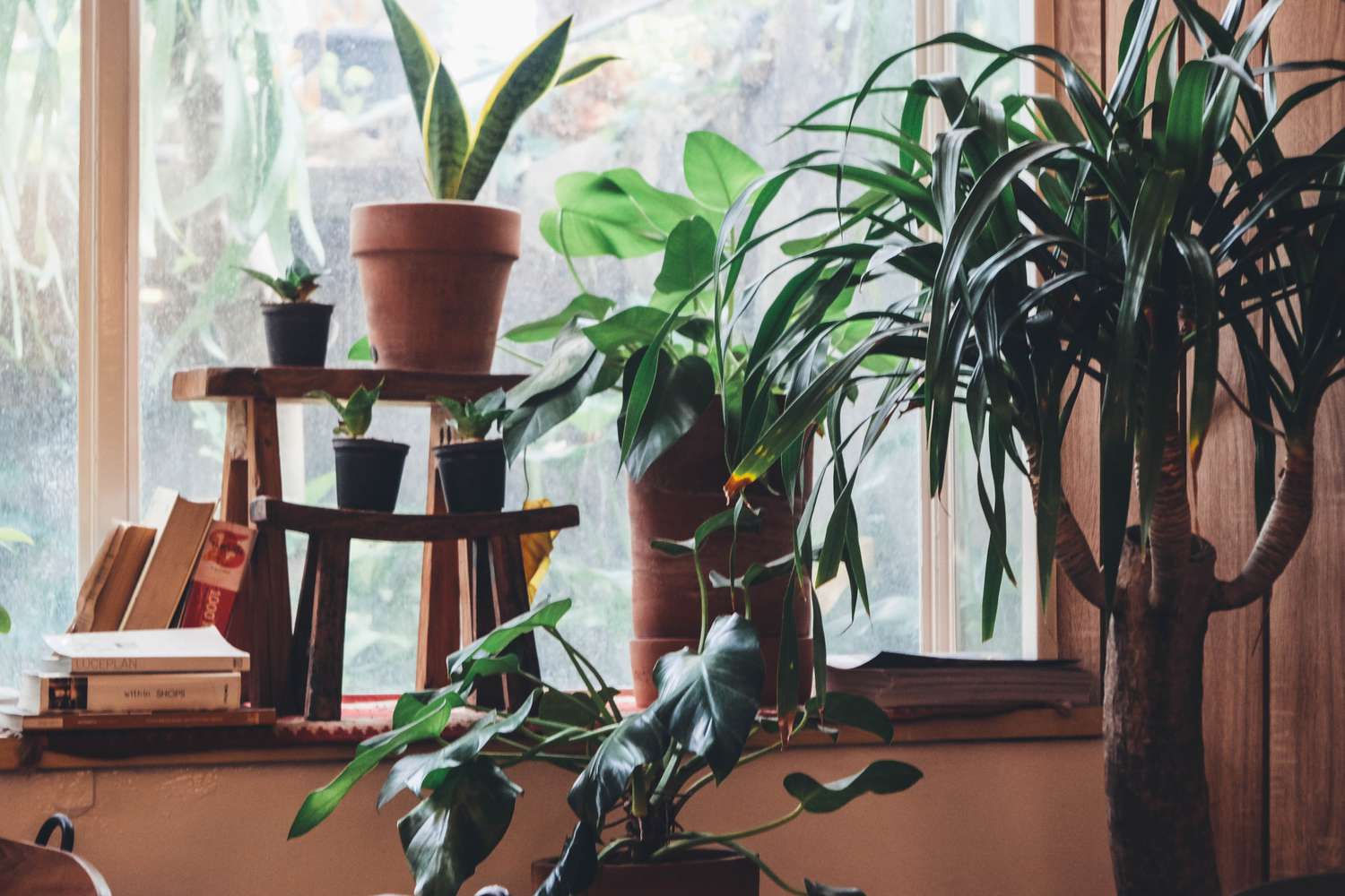 potted green plants inside a window brings in life energy in feng shui philosophy