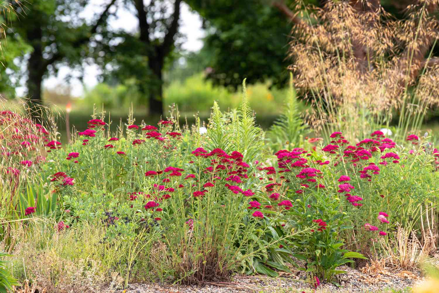 Schafgarbenblüten mit magentafarbenen Blütenblättern im Xeriscape-Garten