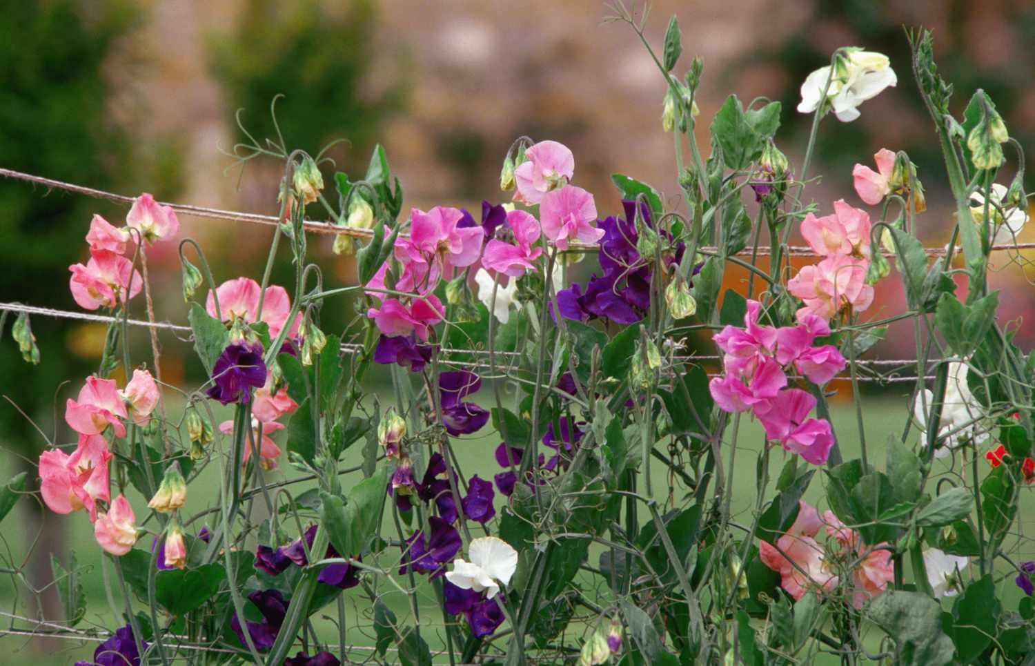 Zuckererbsen (Lathyrus odoratus)