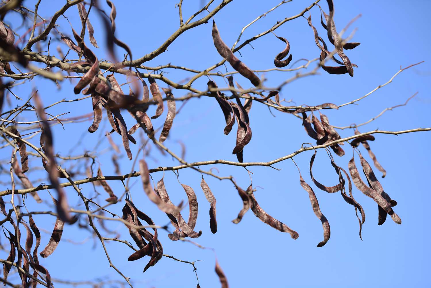 Rama del árbol de langosta de miel Sunburst con ramas desnudas y vainas de semillas marrones colgando