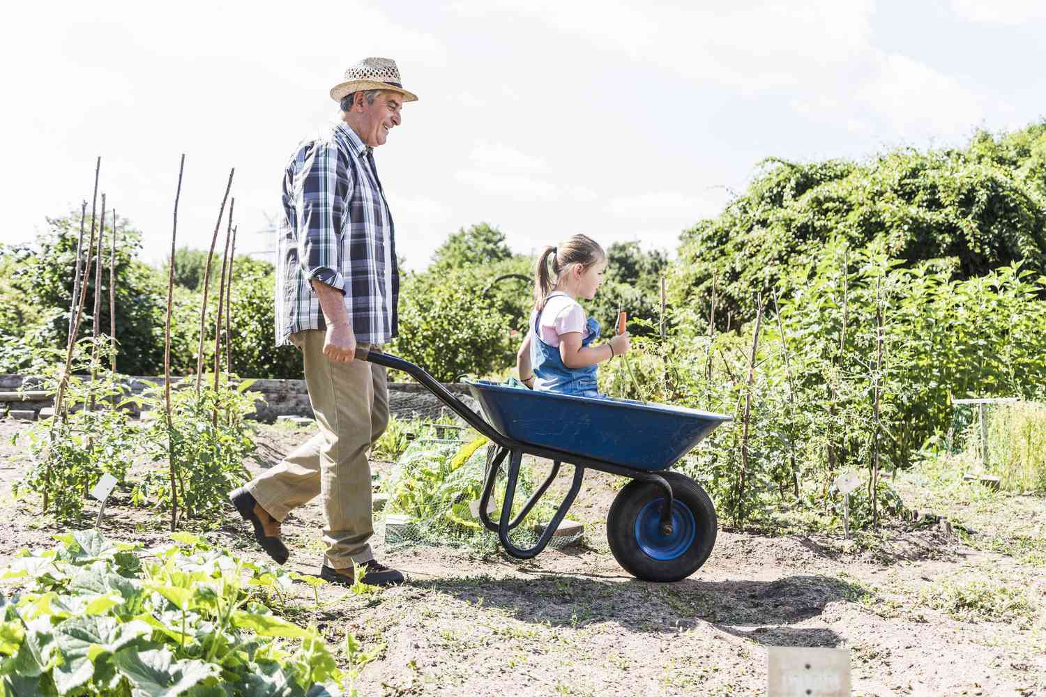 Enfant assis dans une brouette bleue qui est poussée par un homme le long d'une allée de jardin