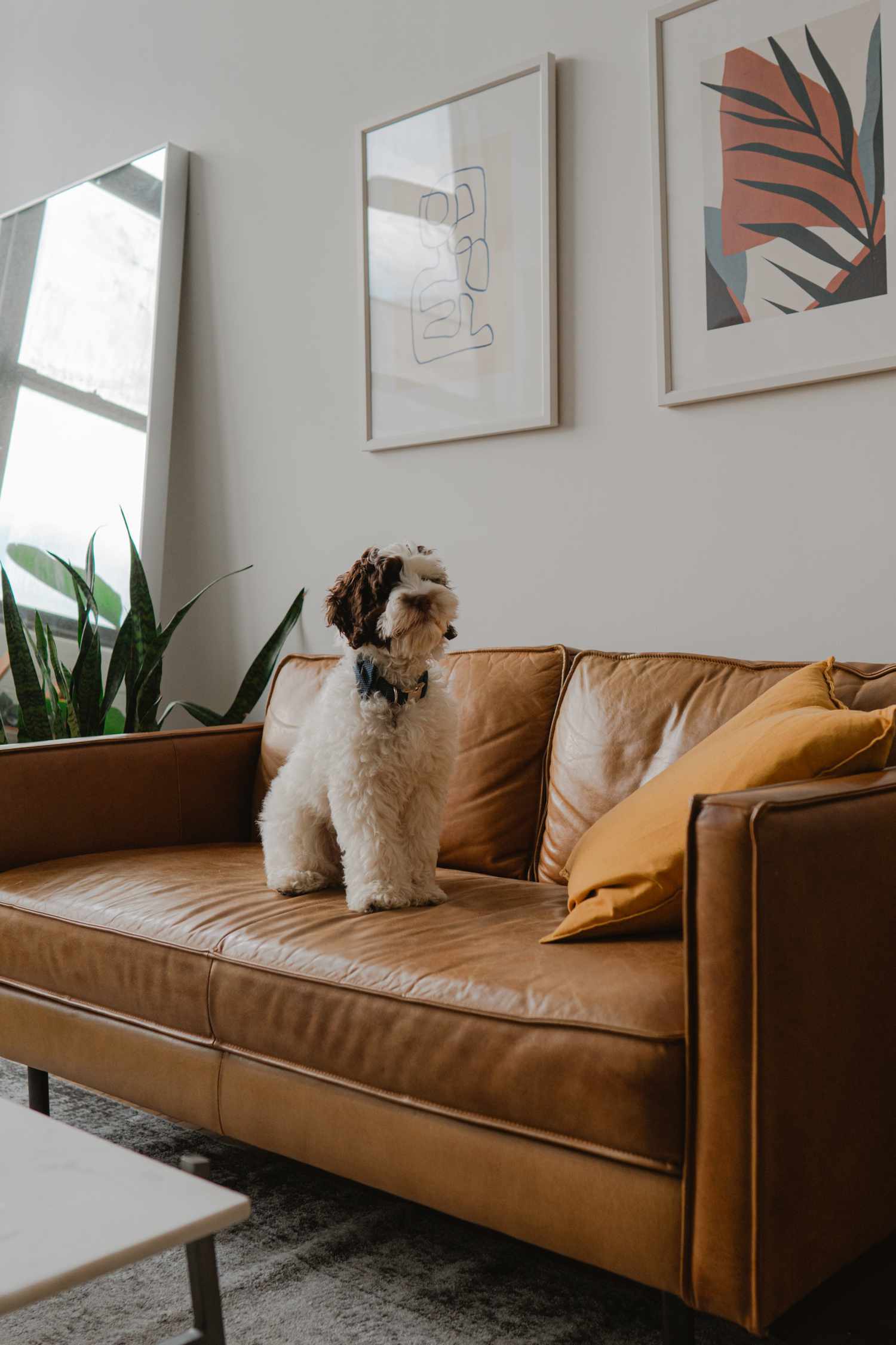 un sofá de piel es una buena opción para un perro que muda mucho