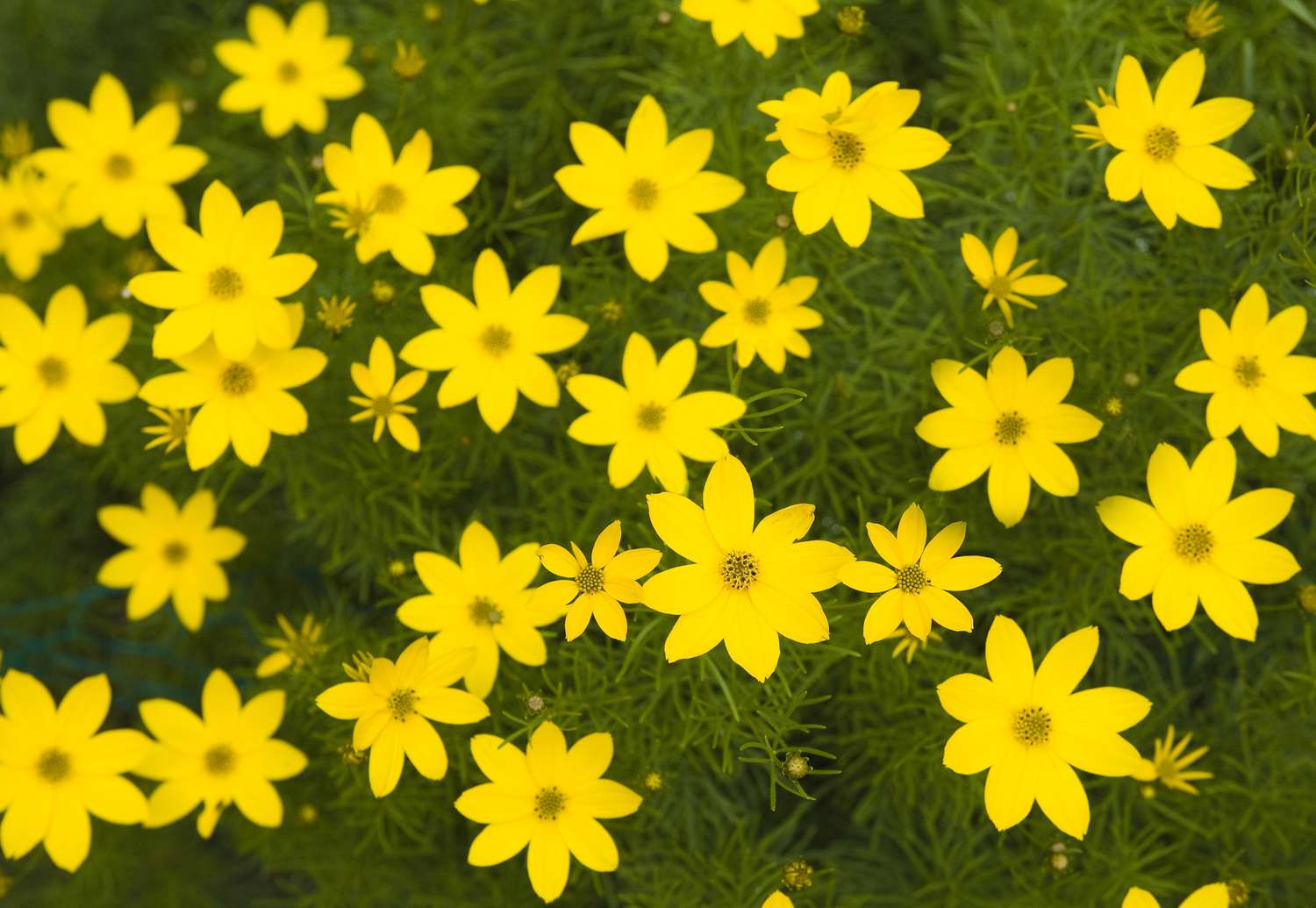 Coreopsis