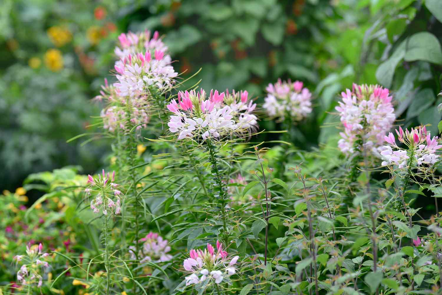 Cleome-Blüten auf dünnen, stacheligen Stängeln mit weißen Blütenbüscheln und rosa Blüten