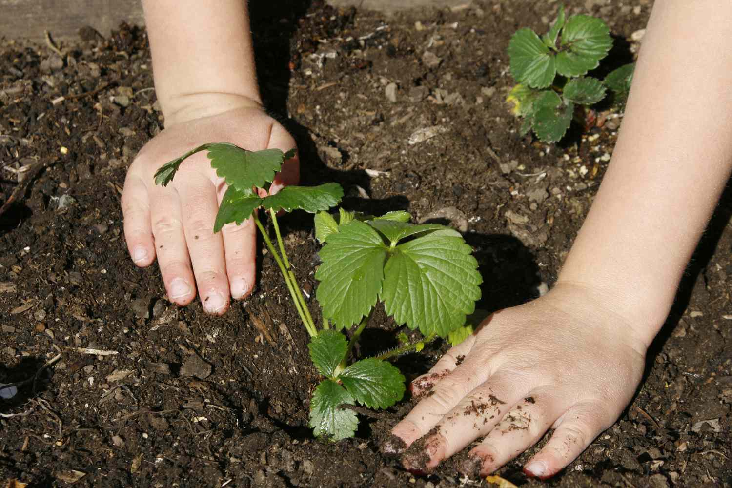 Plantando plantas de fresa en el suelo
