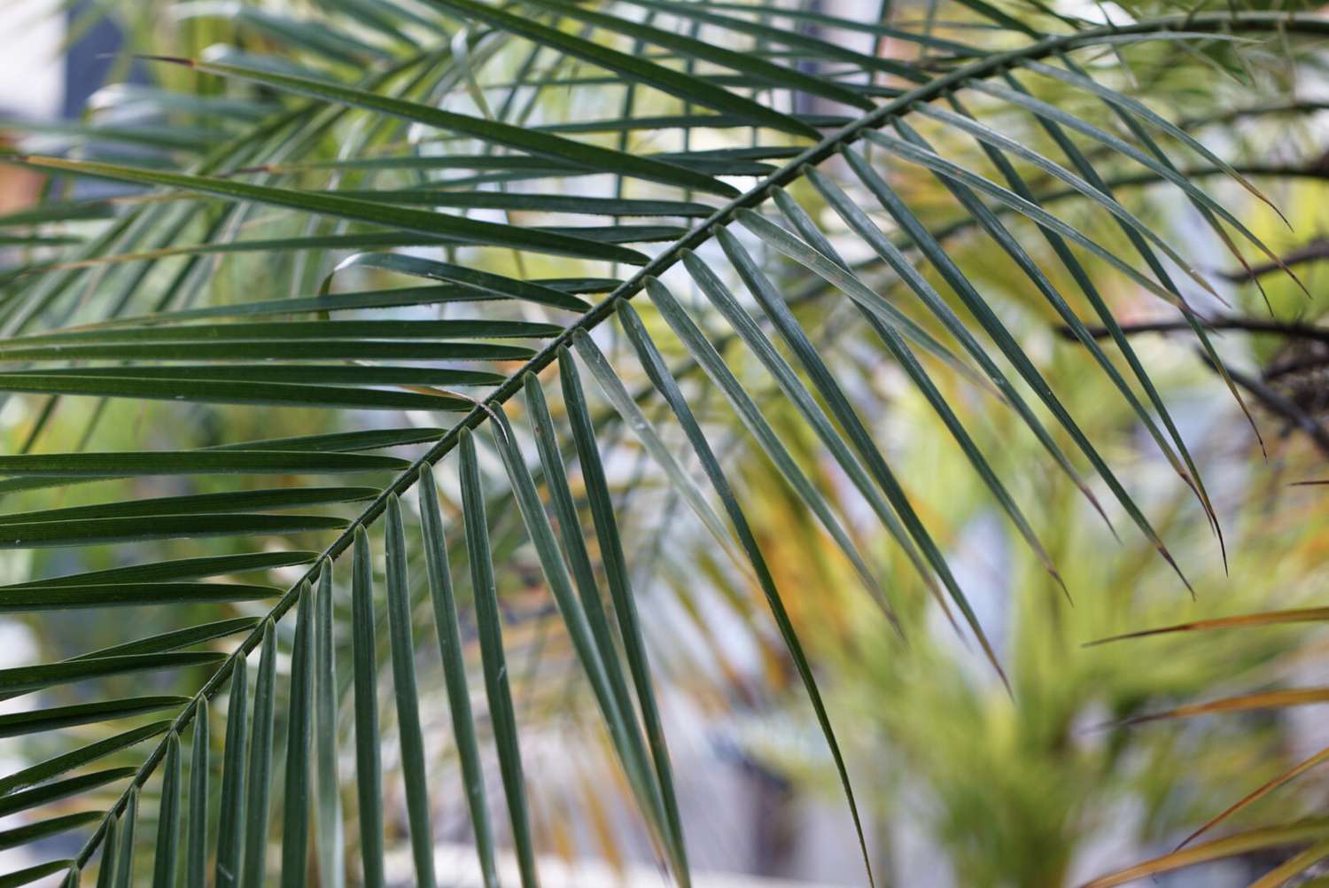 Robellini-Palmenwedel mit langen und dünnen Blättern in Nahaufnahme