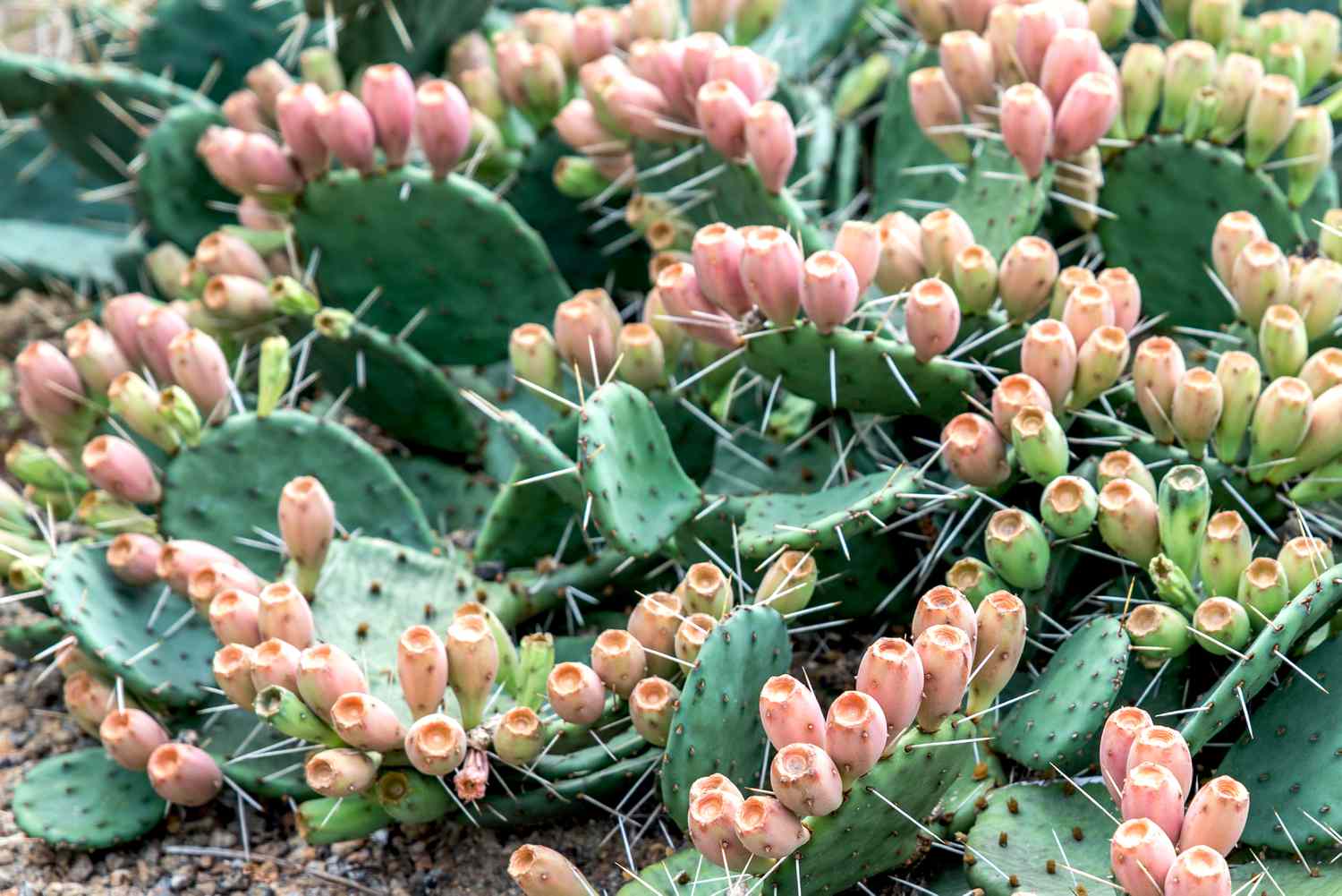 prickly pear cacti