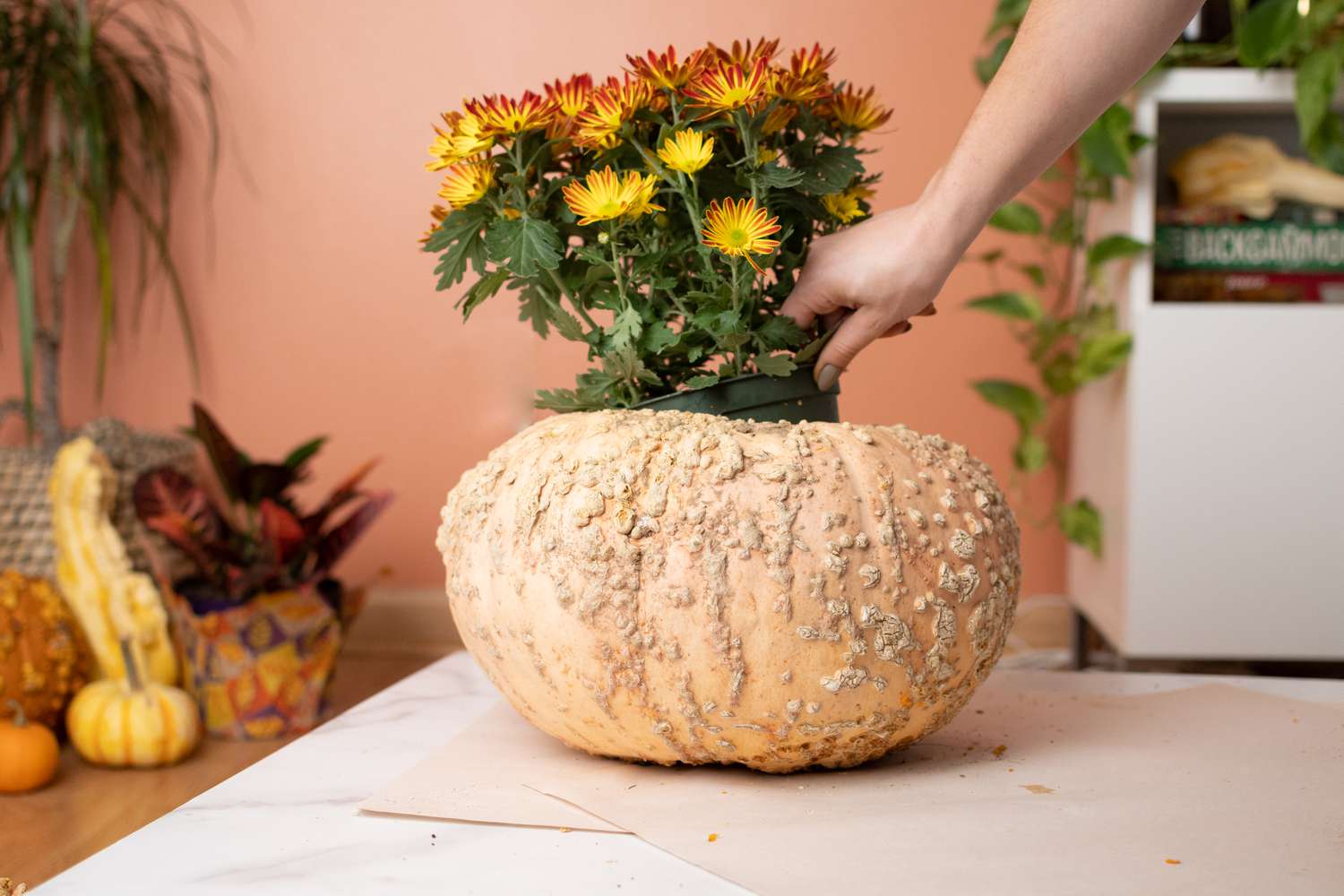 Roter und gelber Blumentopf in den Kürbis eingesetzt