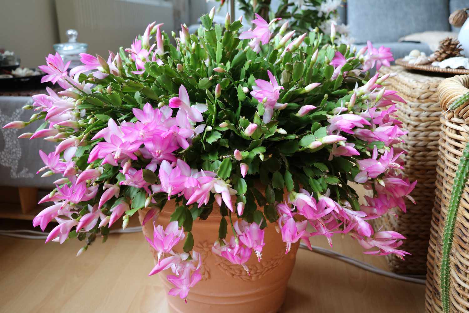 Christmas cactus