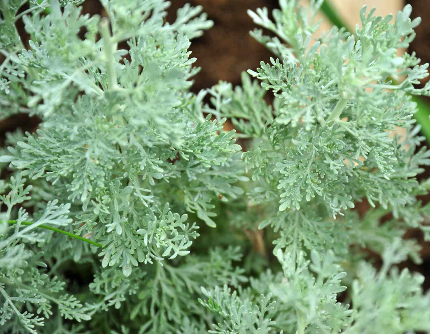 Absinthe wormwood plant