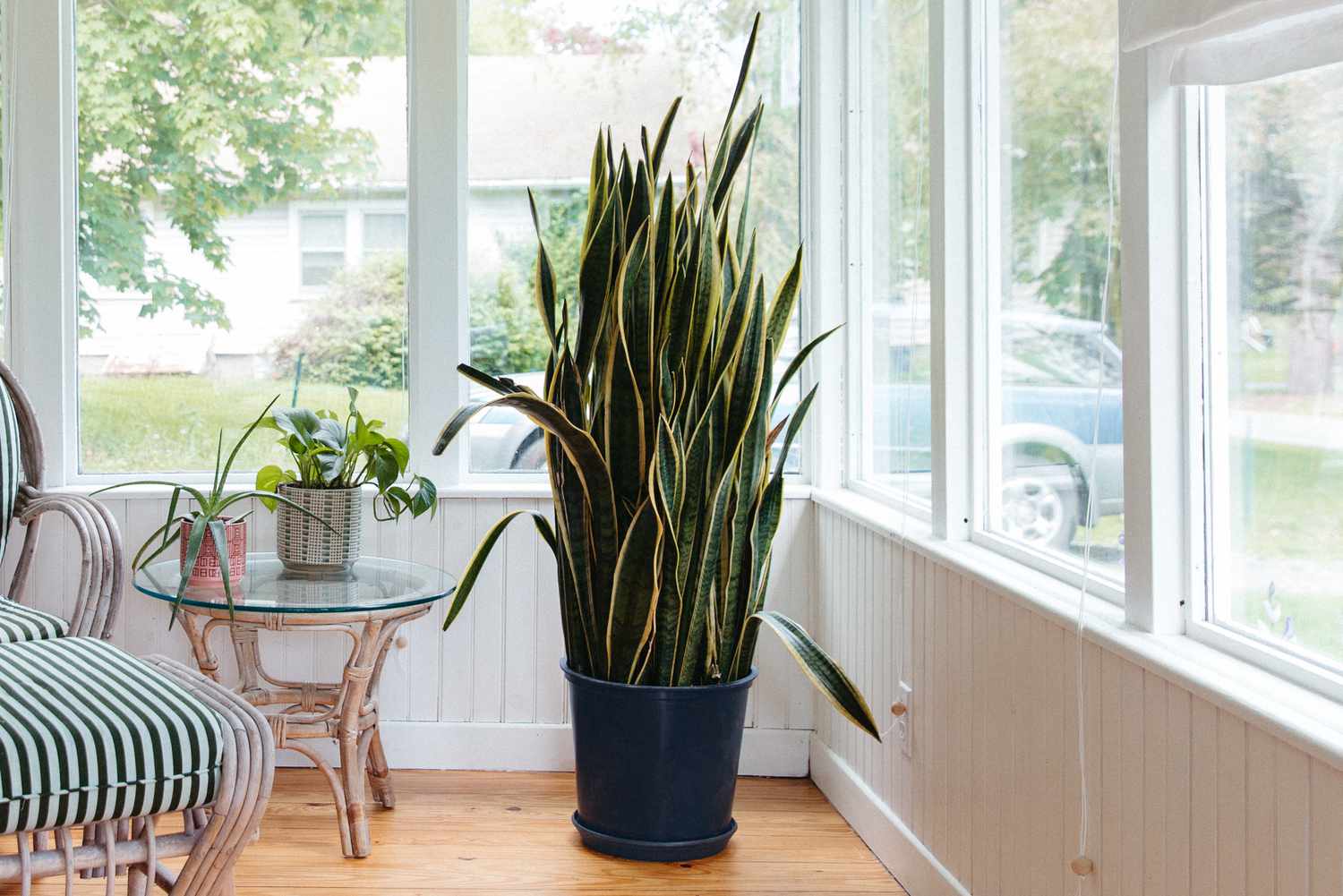 fully grown snake plant in a sunroom