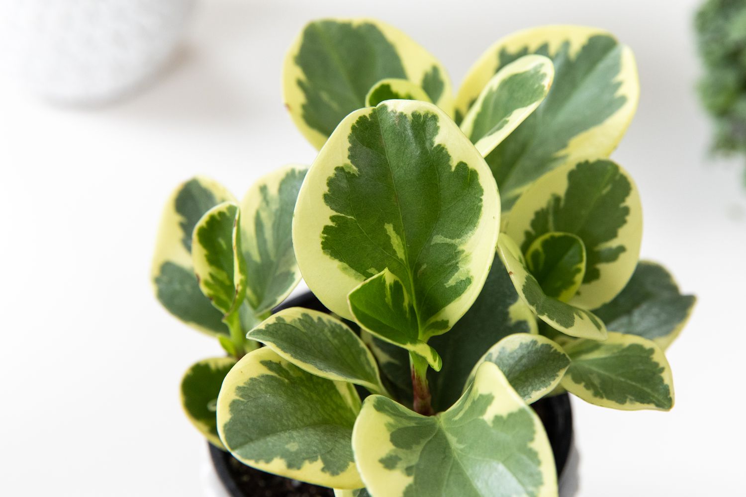 closeup of a peperomia plant