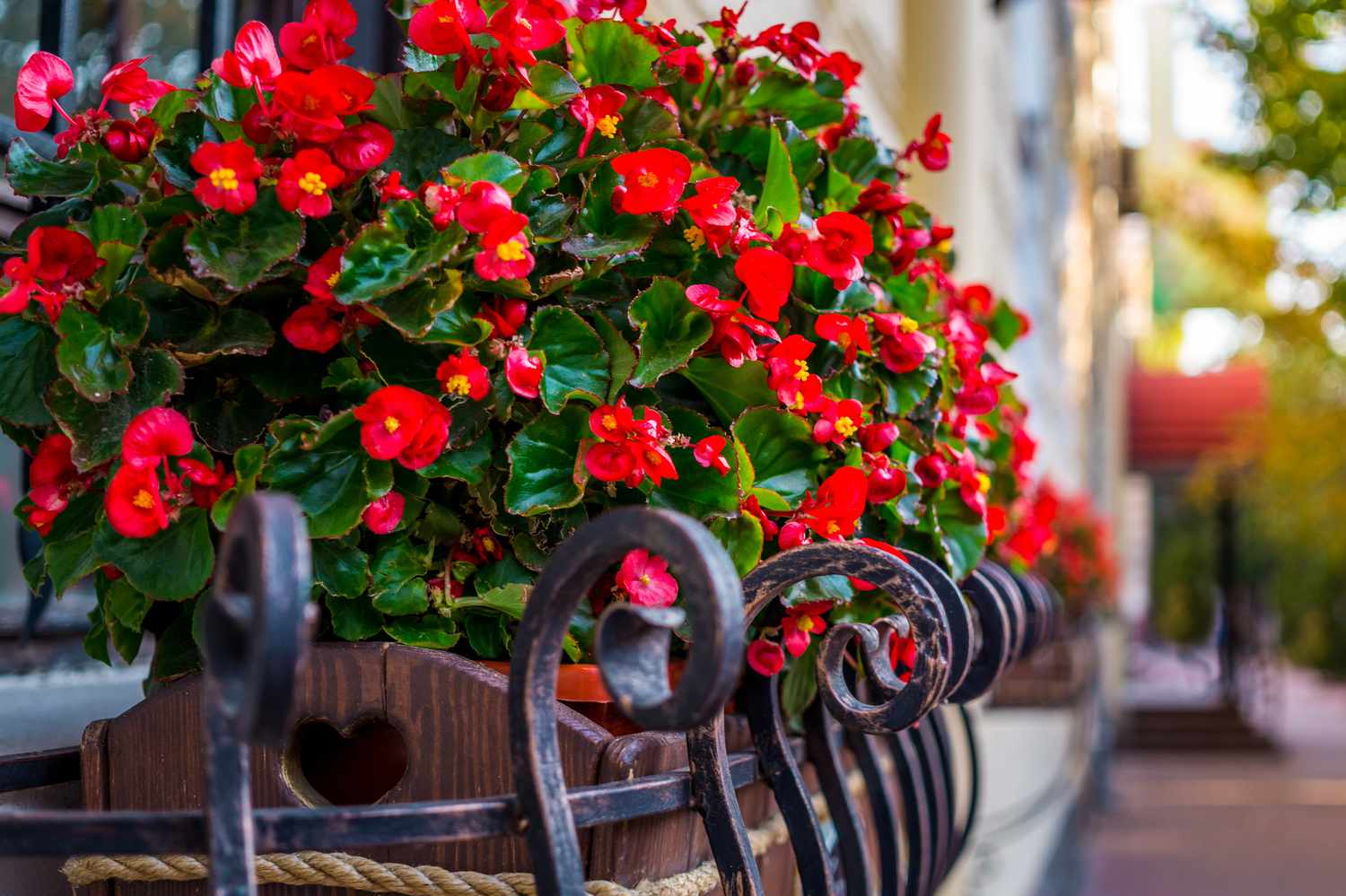 Rote Begonien blühen in einem Blumenkasten auf einem Balkon